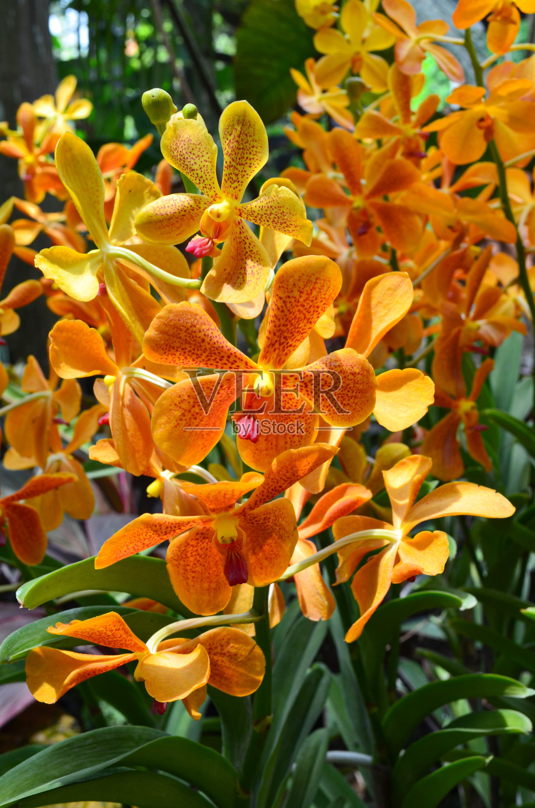 夏季或春季植物园里盛开的兰花照片摄影图片