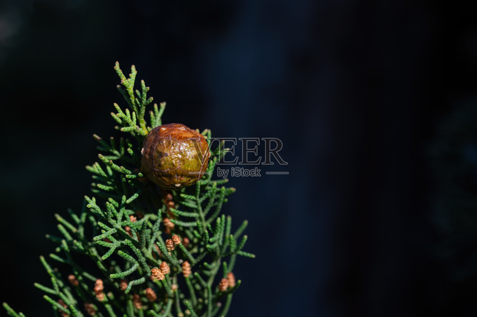 柏树的球果。照片摄影图片