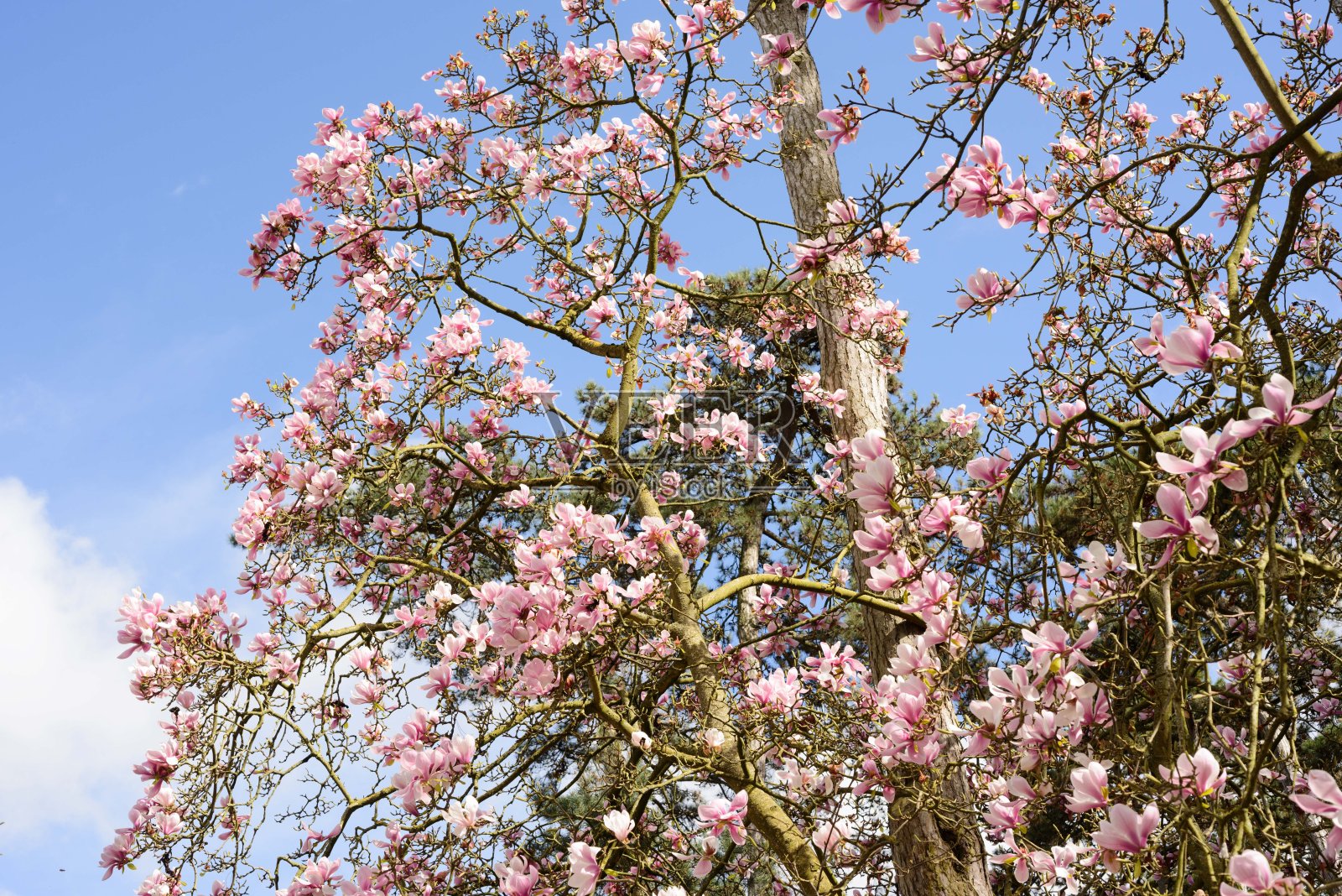 巴黎花卉公园的木兰树照片摄影图片