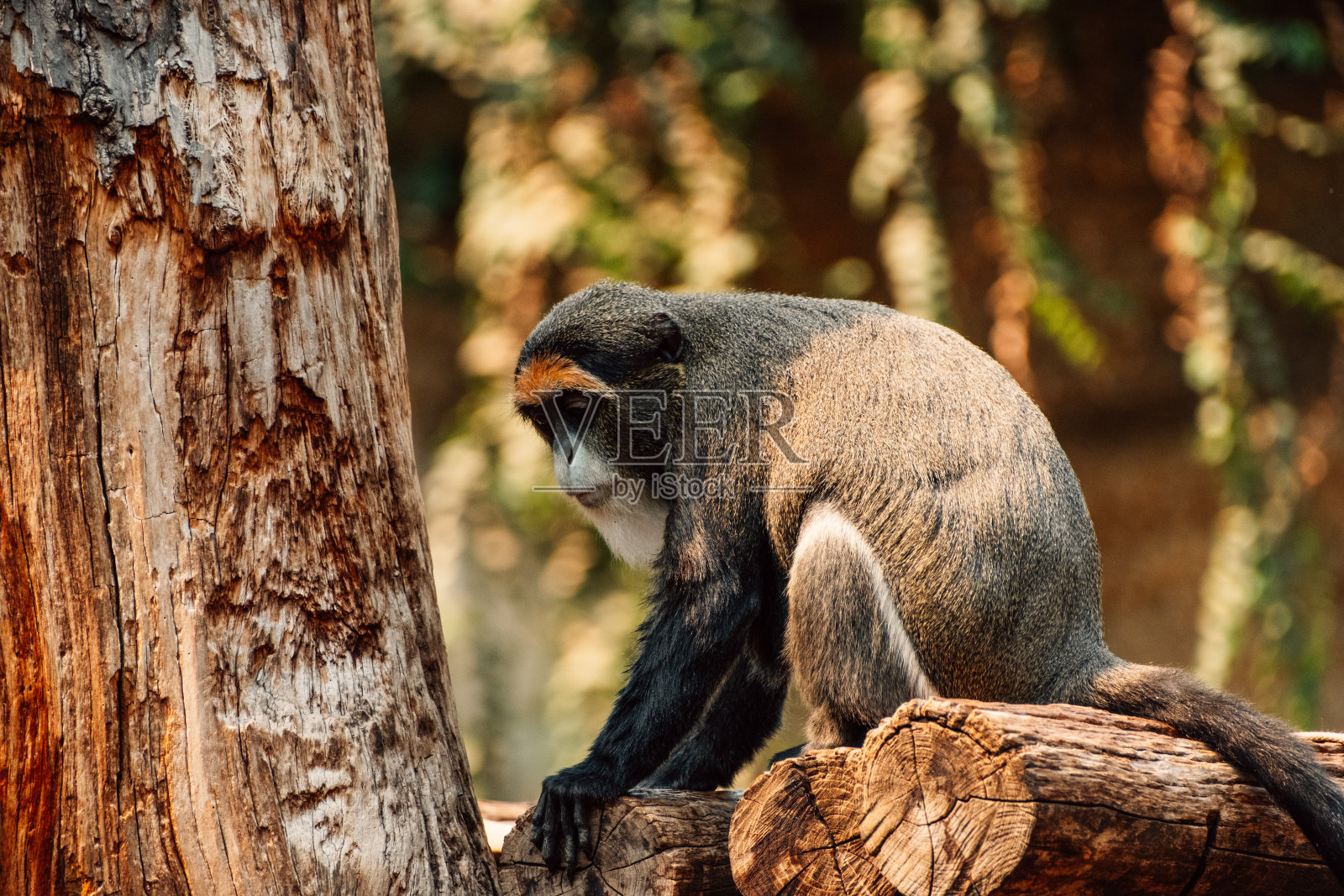 一只沉思的猴子栖息在一棵树上，在茂密的森林背景下陷入了沉思。照片摄影图片