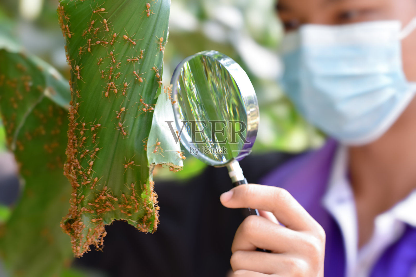 蚂蚁研究照片摄影图片