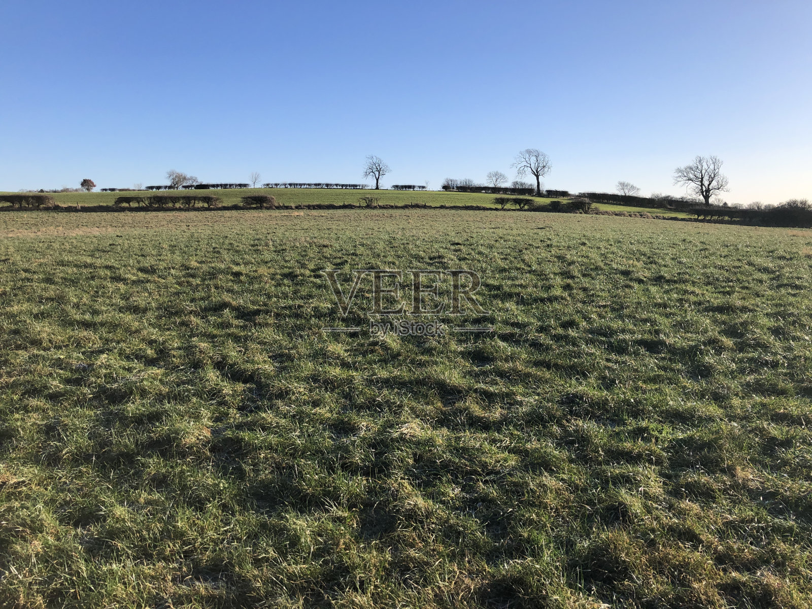 英国，英格兰，北约克郡，长满草的农田照片摄影图片