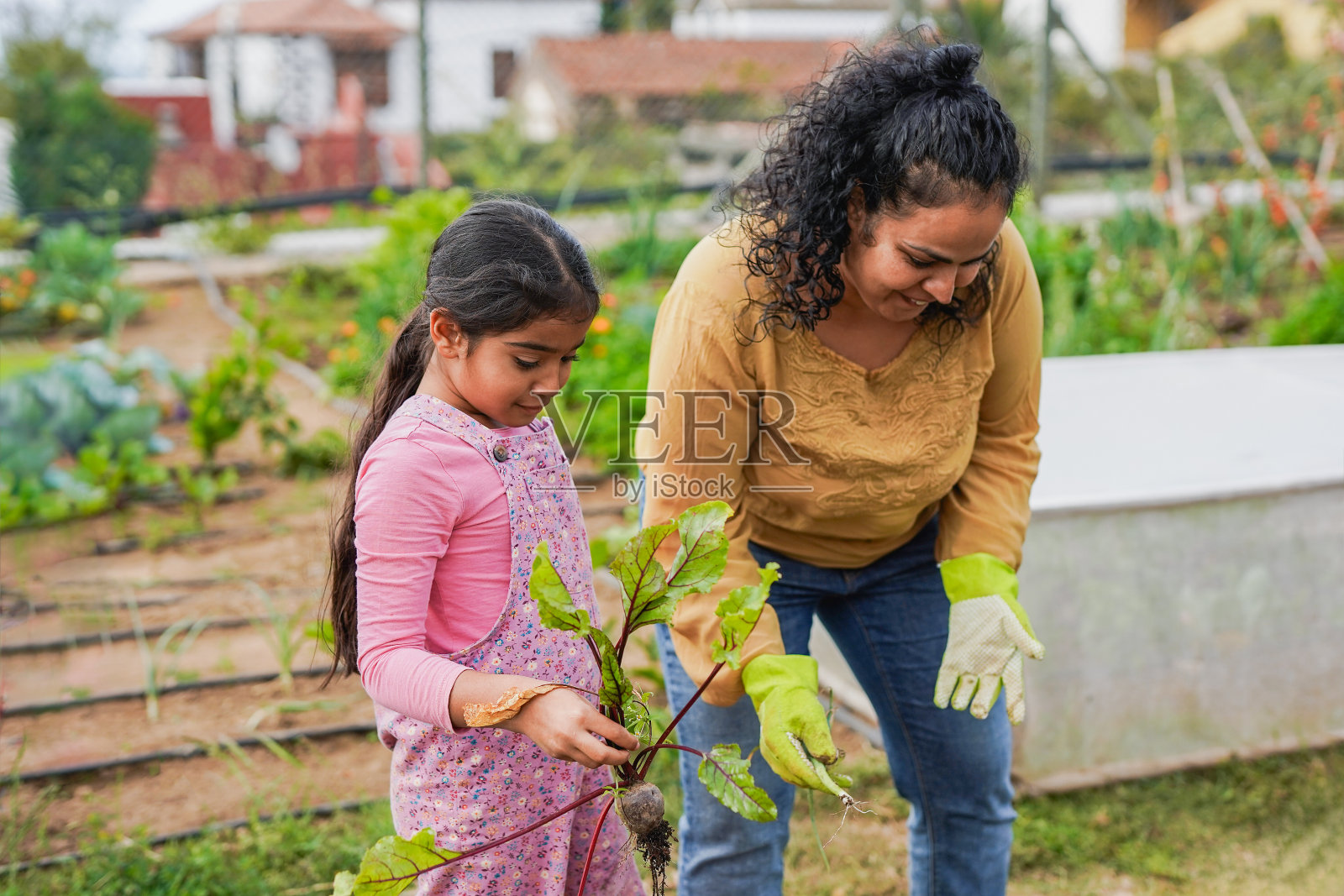 印度母亲和小女儿在采摘新鲜甜菜根的同时享受园艺的乐趣-收获，有机素食和教育理念照片摄影图片