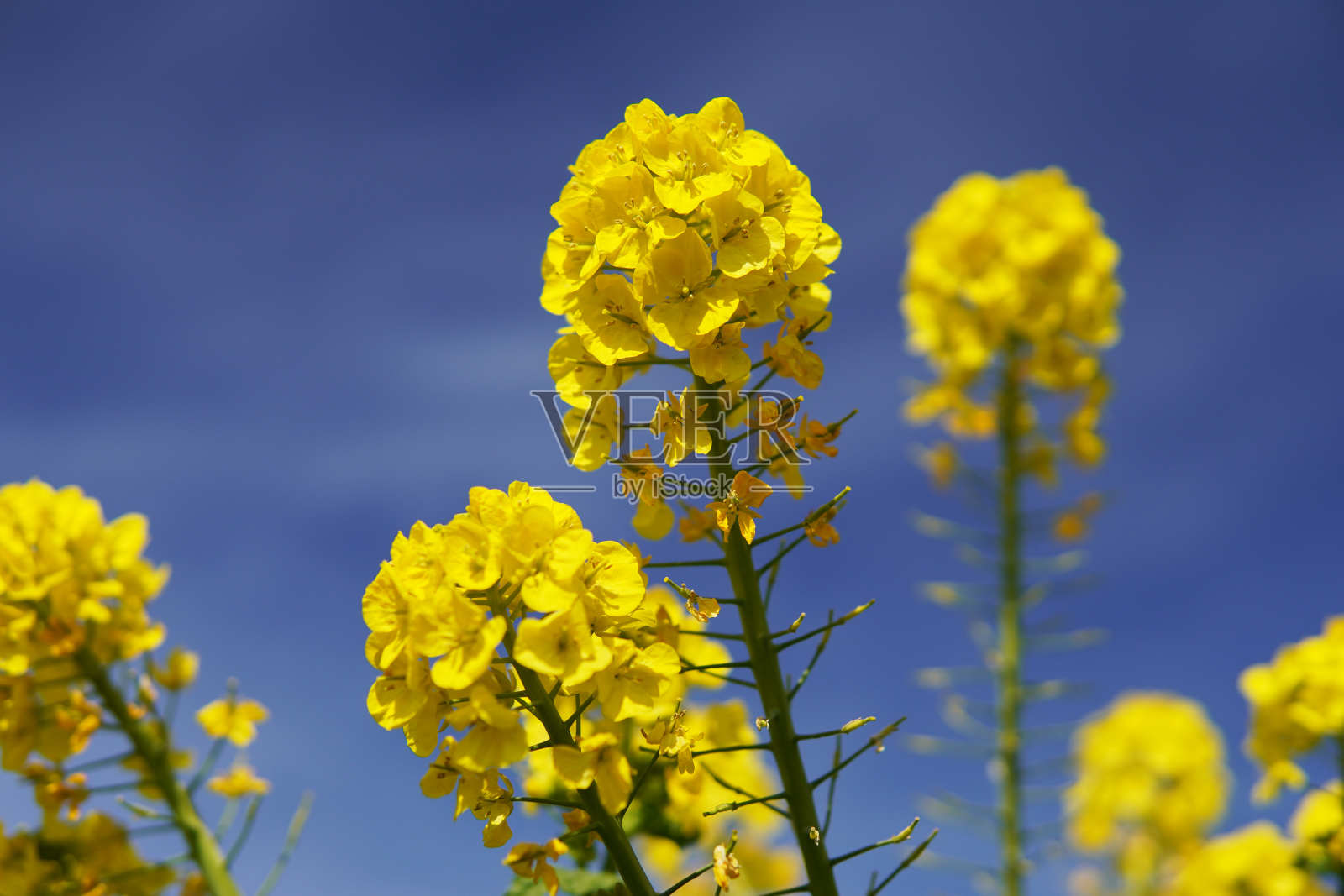 蓝天下油菜花的特写照片摄影图片