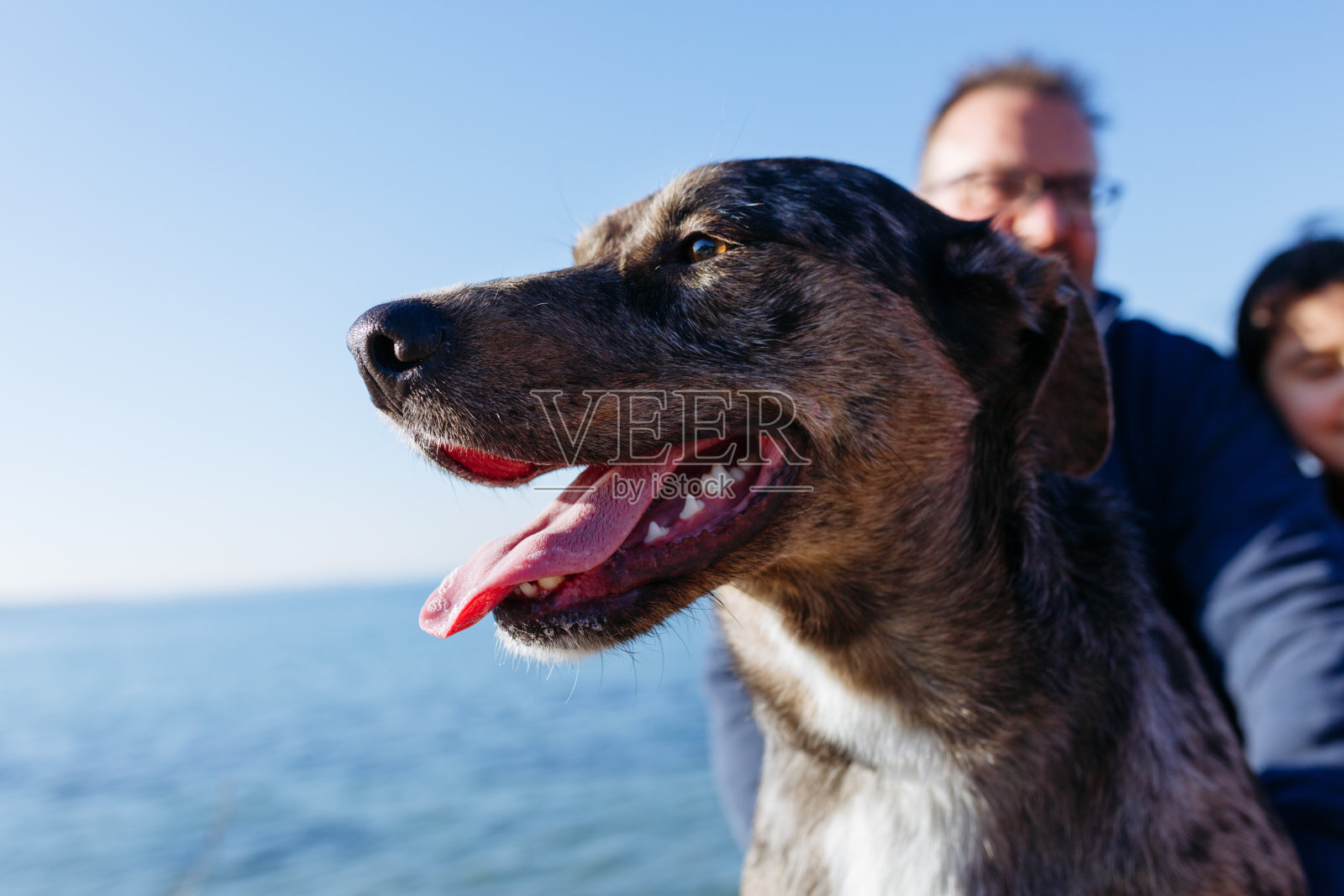 灰狗坐在主人面前的肖像，背景是天空和大海照片摄影图片