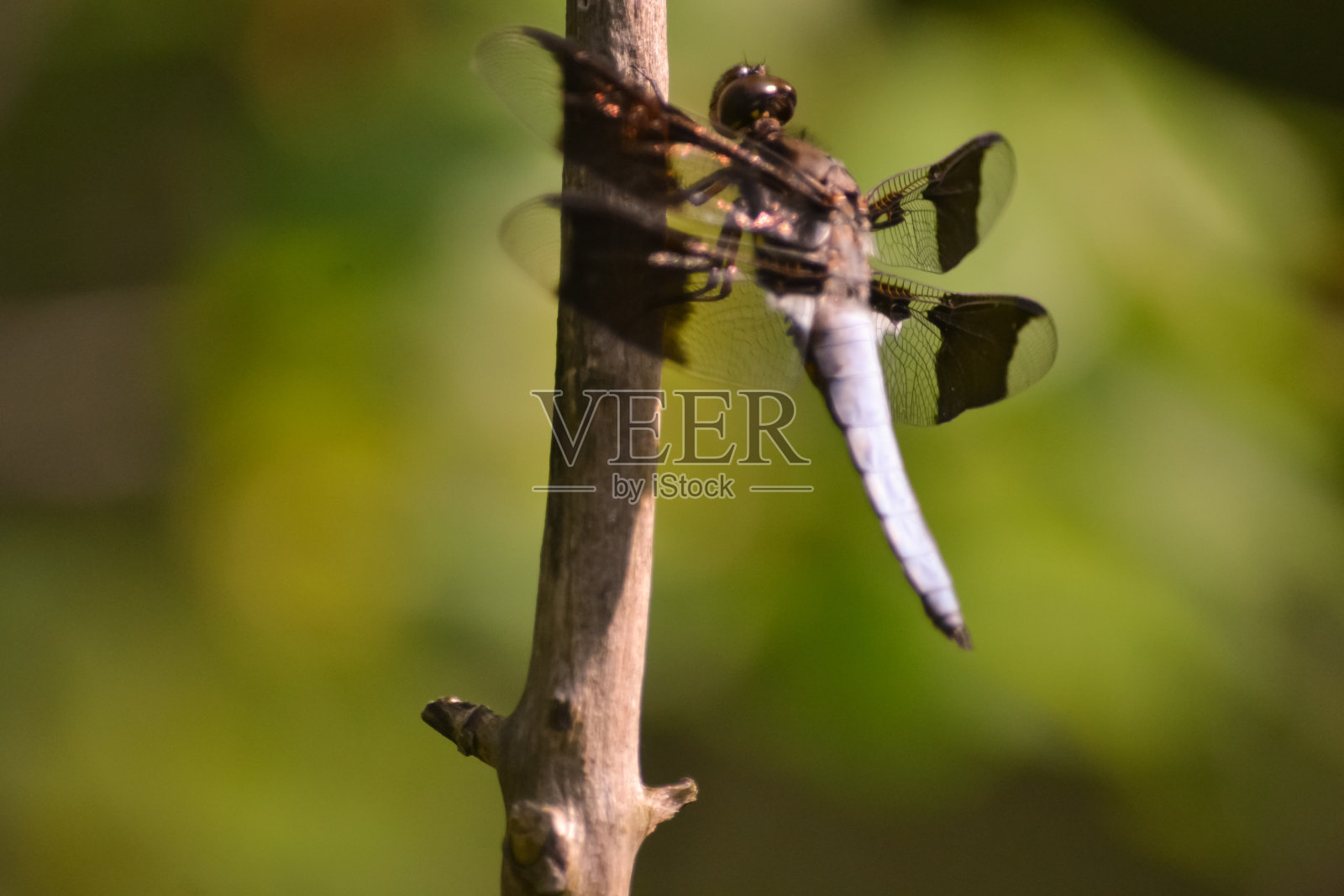 蜻蜓照片摄影图片