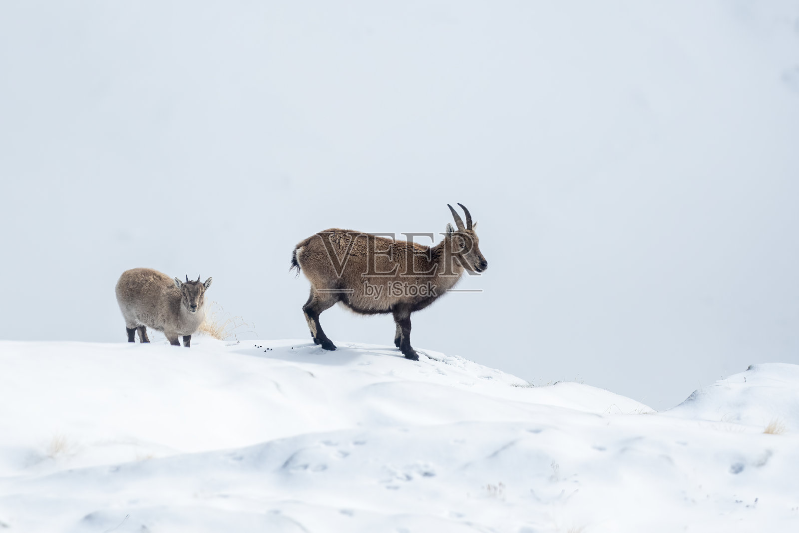 意大利Valsavarenche Val D'aosta，冬季的雪地里，一只雌性高山山羊和她的幼崽照片摄影图片