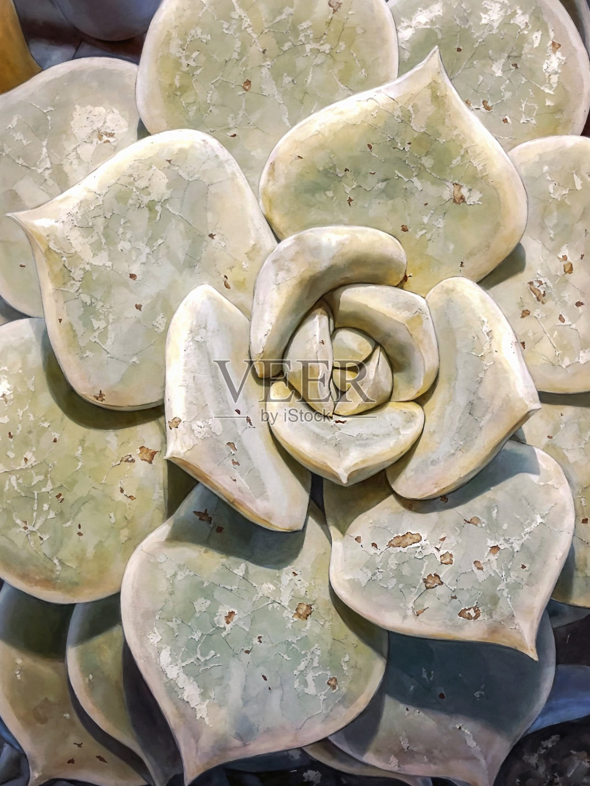 肉质植物蜈蚣草。照片摄影图片