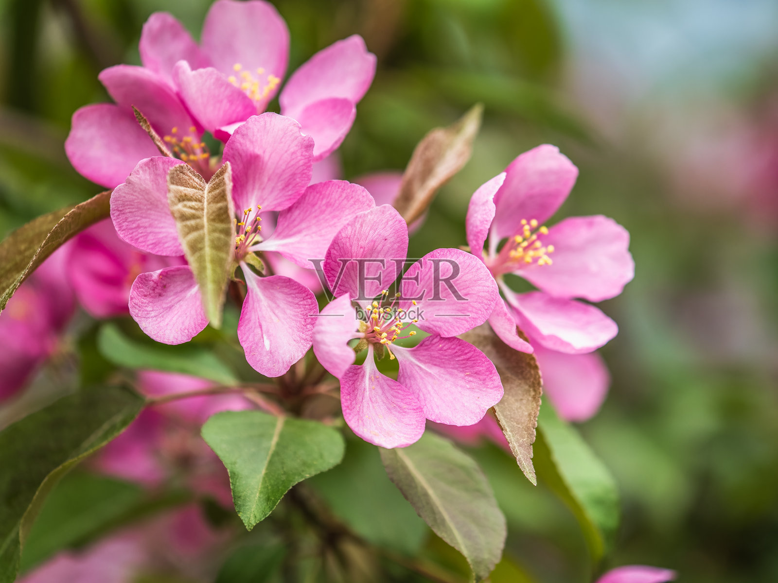 一棵盛开的苹果树上的粉红色花朵，背景模糊照片摄影图片