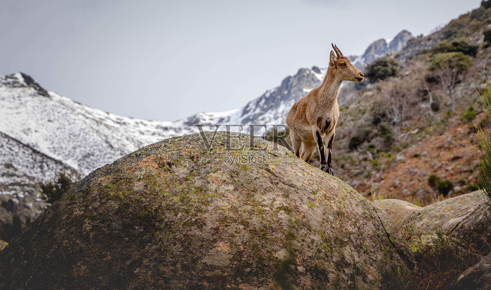 格雷多斯的山羊照片摄影图片