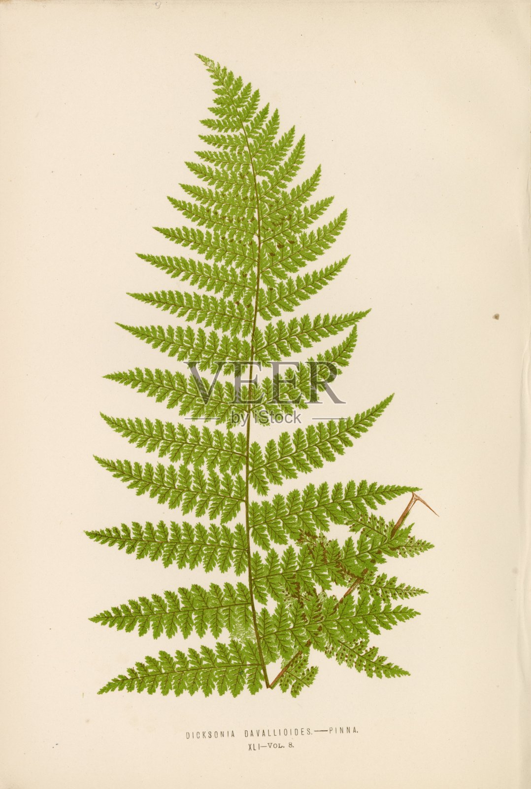 复古Ferm艺术品由LOWE的Dicksonia Davallioides物种插画图片素材