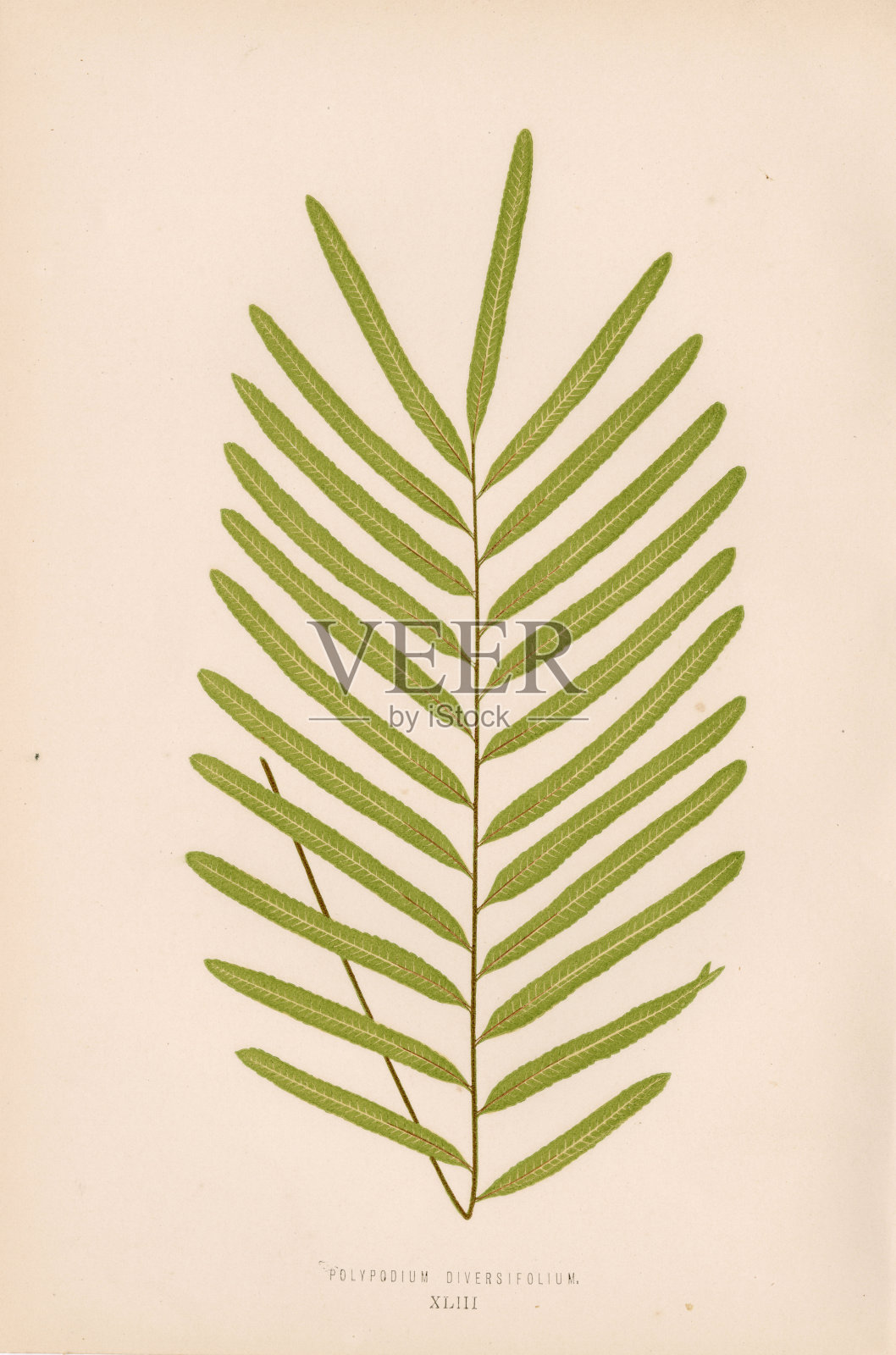 爱德华·洛，1856年植物艺术作品。何首乌板XLIII插画图片素材