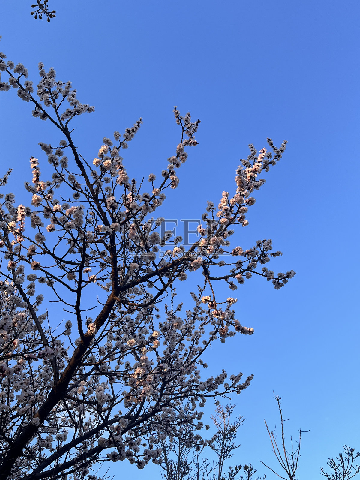 春天照片摄影图片