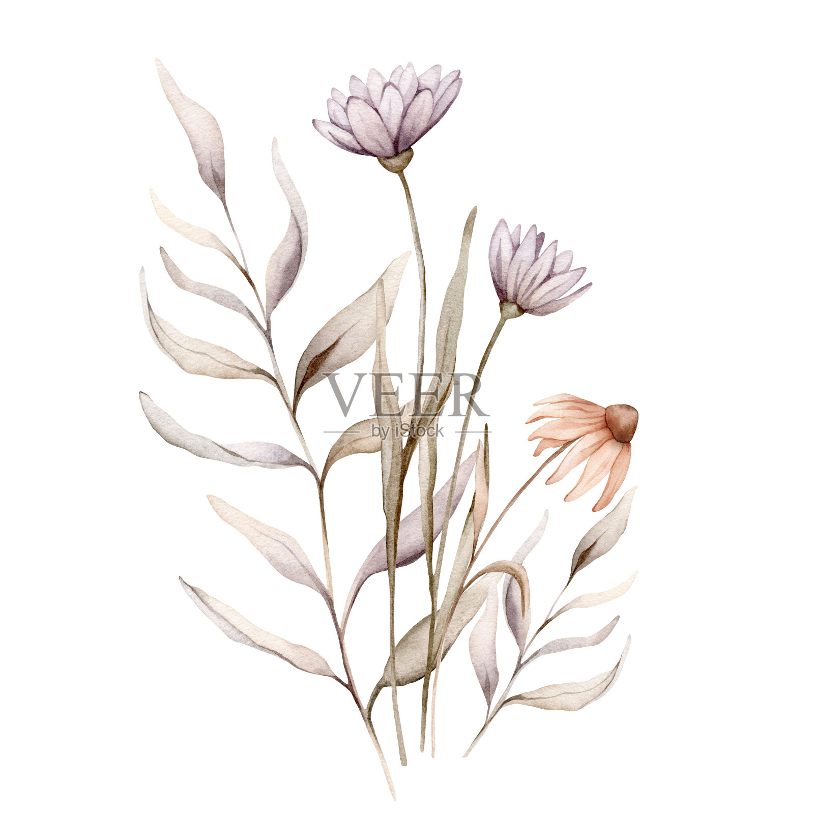 水彩花束植物秋季插图紫锥菊枝花卉和草本。秋季花卉插画。手绘图孤立在白色的背景。花卉组成柔和的颜色插画图片素材