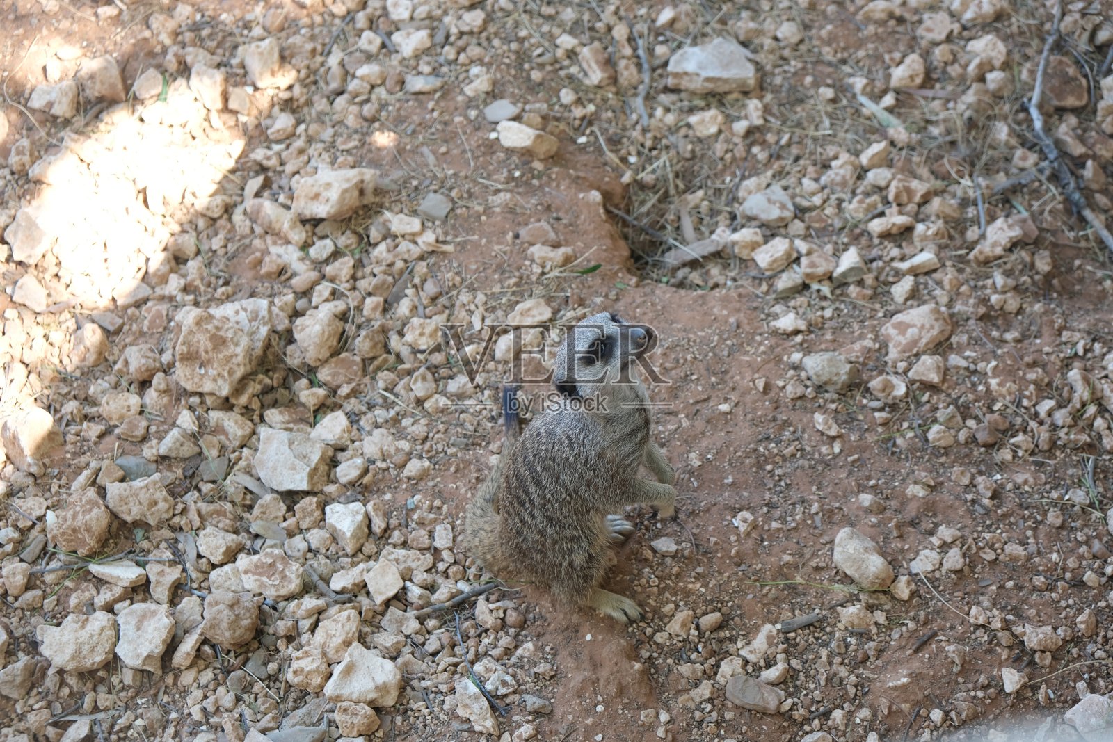 猫鼬的平衡照片摄影图片