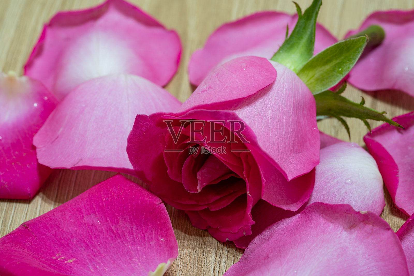 异国情调和自然美的深粉色玫瑰微距特写照片摄影图片