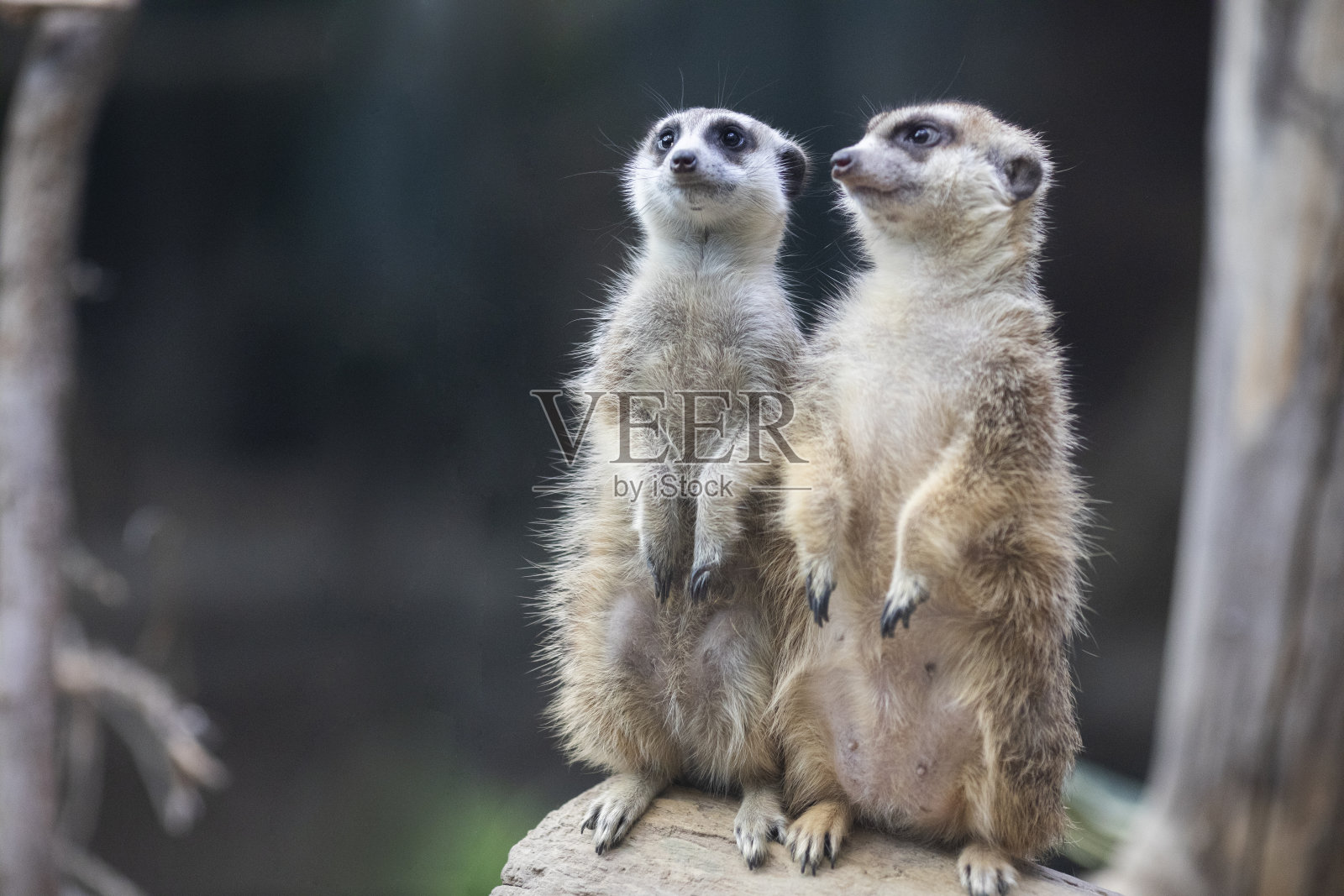 猫鼬照片摄影图片