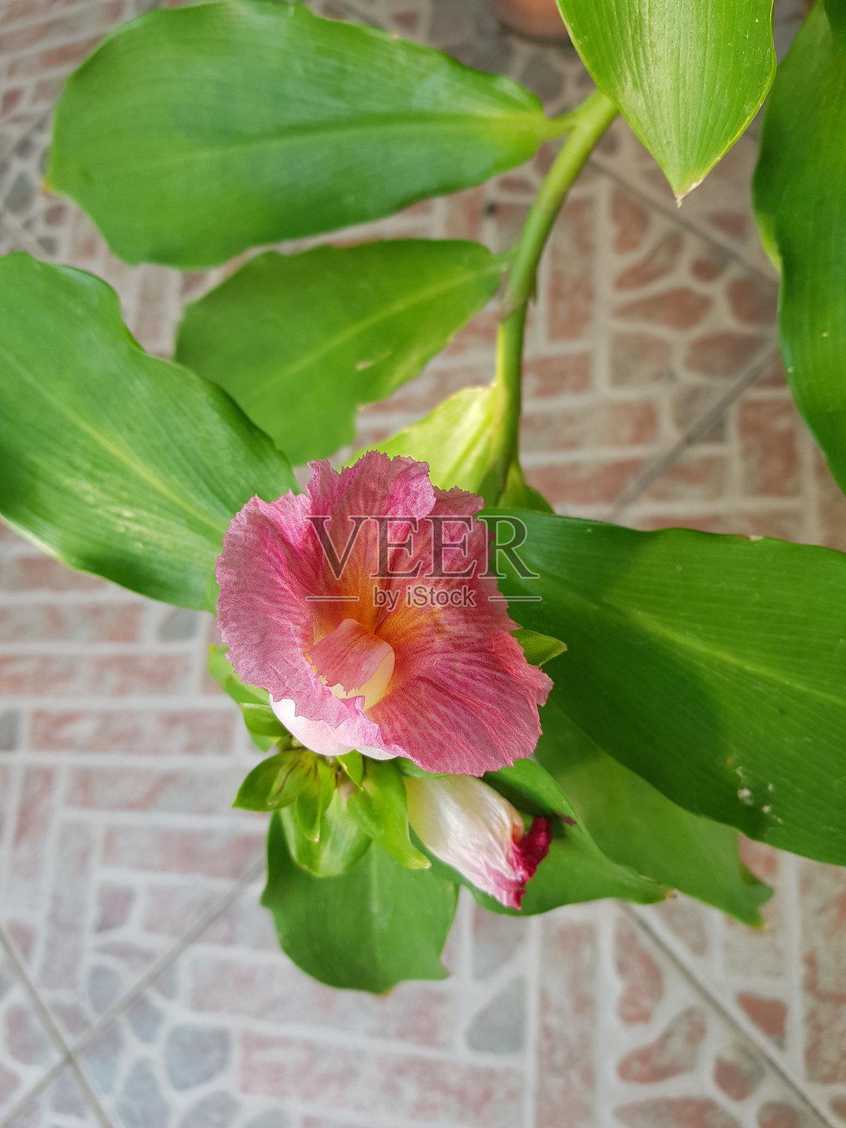 自然照片摄影图片