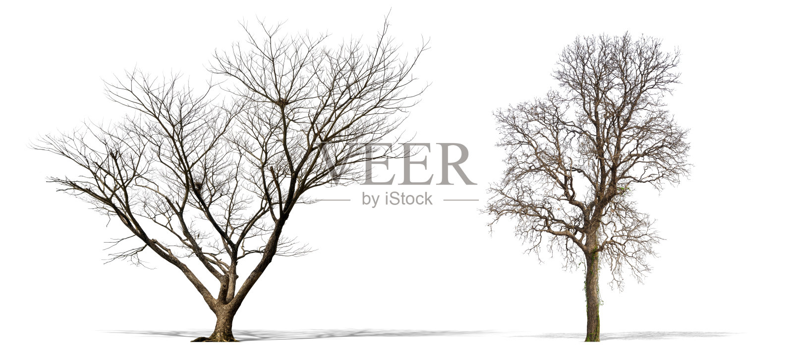 干树。照片摄影图片