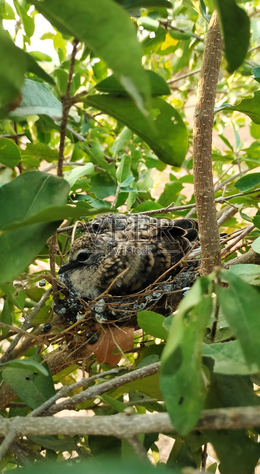 窝里的小斑马鸽照片摄影图片