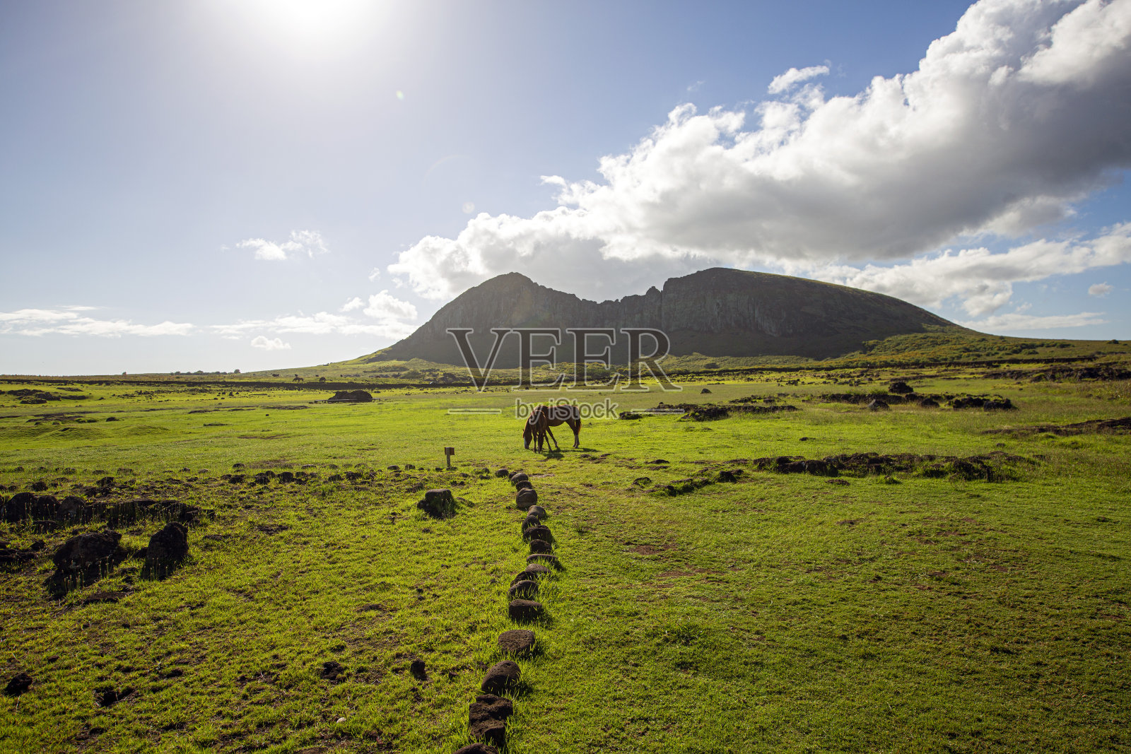 宁静的大自然:马在拉帕努伊翠绿的草地上吃草照片摄影图片