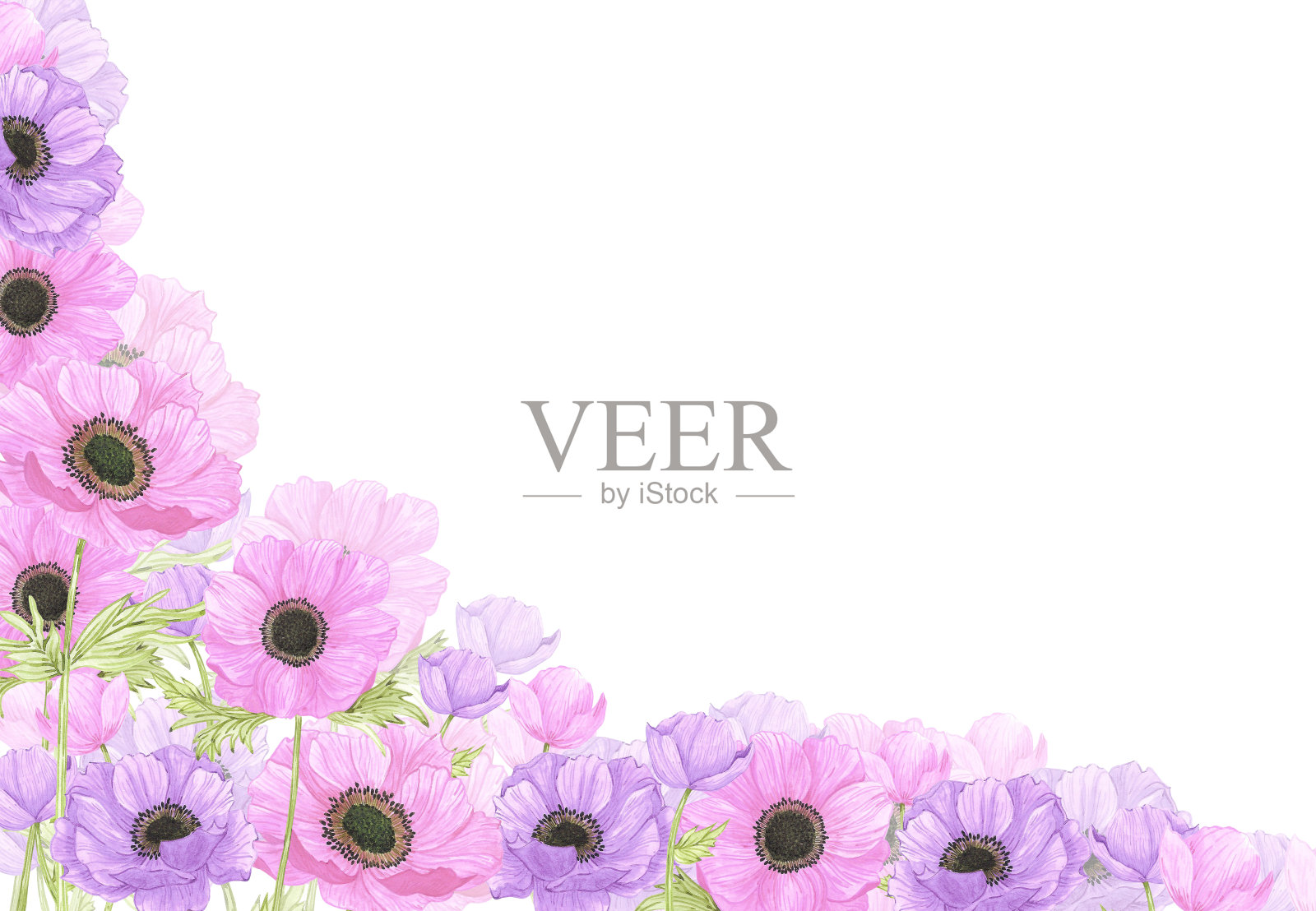 手绘水彩粉红色和紫色海葵花框架边界孤立的白色背景。可用于明信片、海报等印刷品。插画图片素材