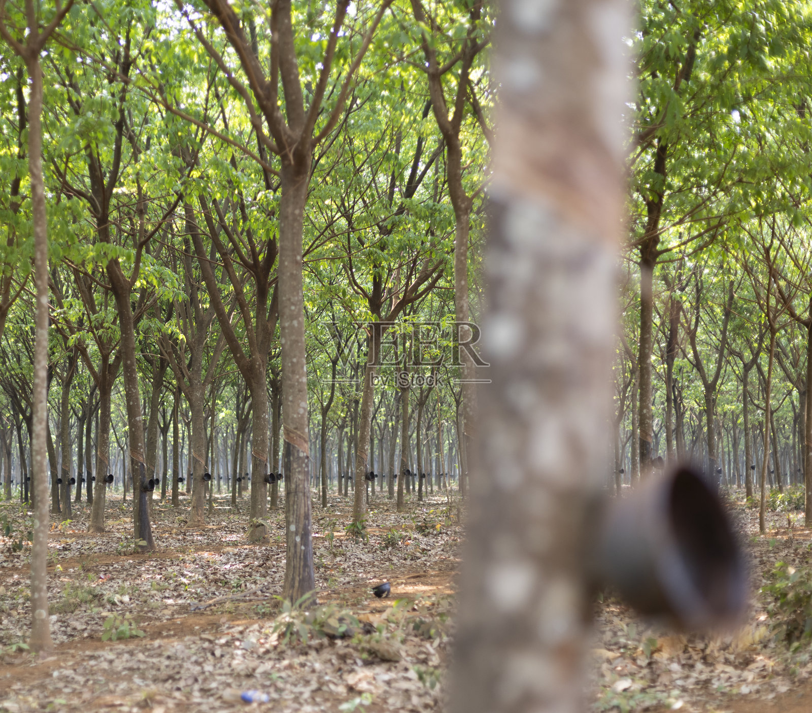 橡胶树照片摄影图片