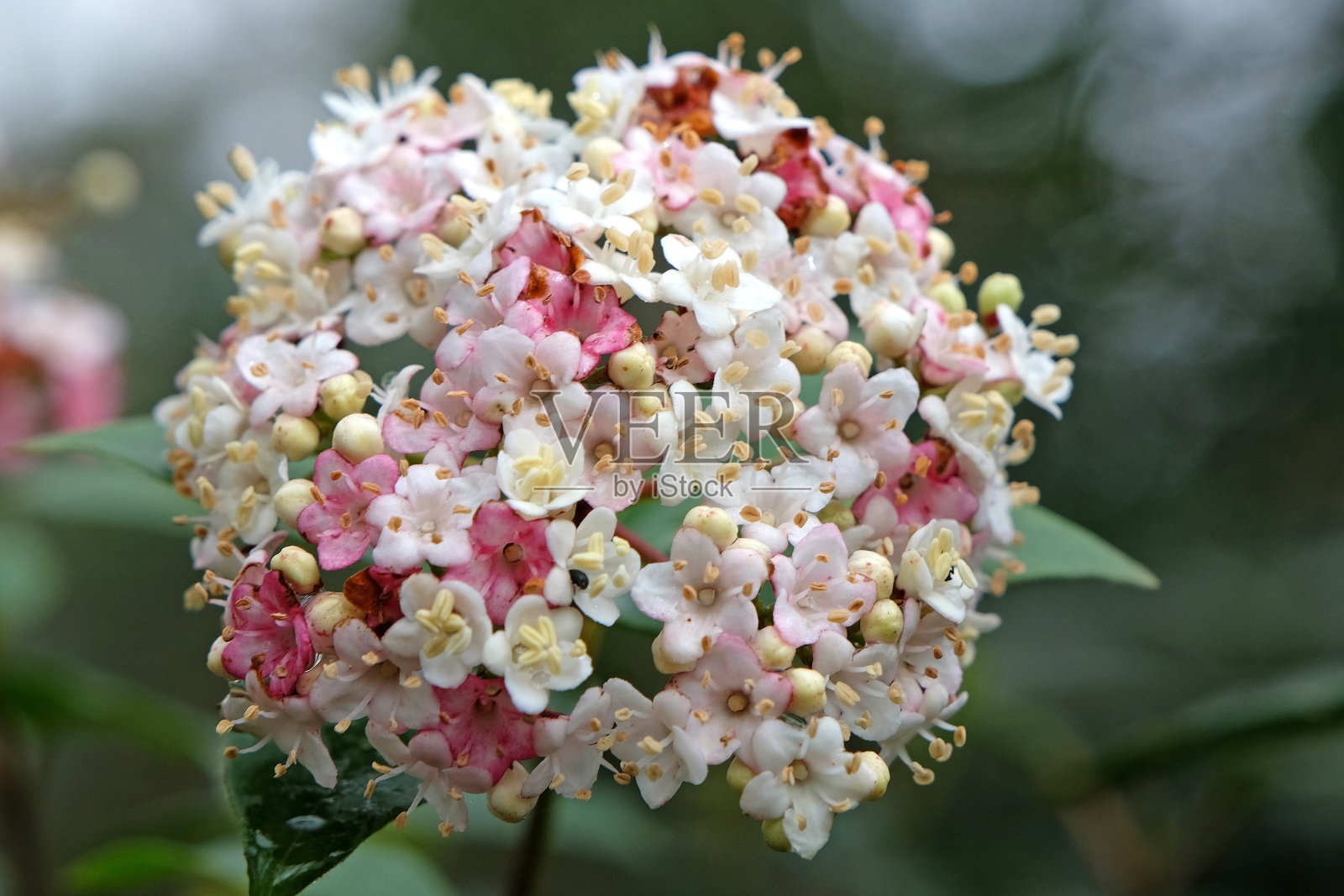 精致的白色和粉红色的月桂荚蒾粉红色序曲在花。照片摄影图片