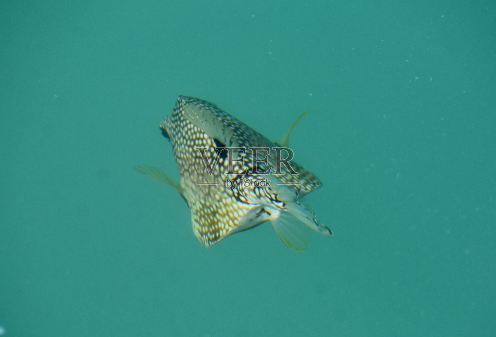 圆点鱼在水下游走照片摄影图片