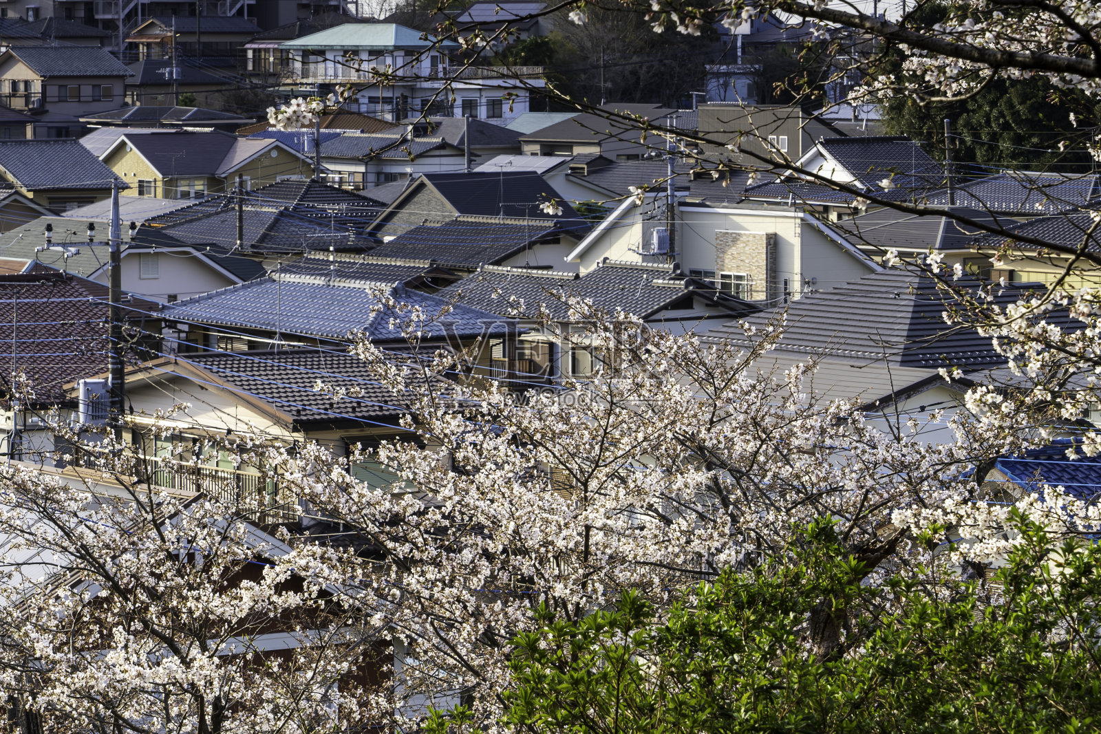 住宅区樱花盛开照片摄影图片