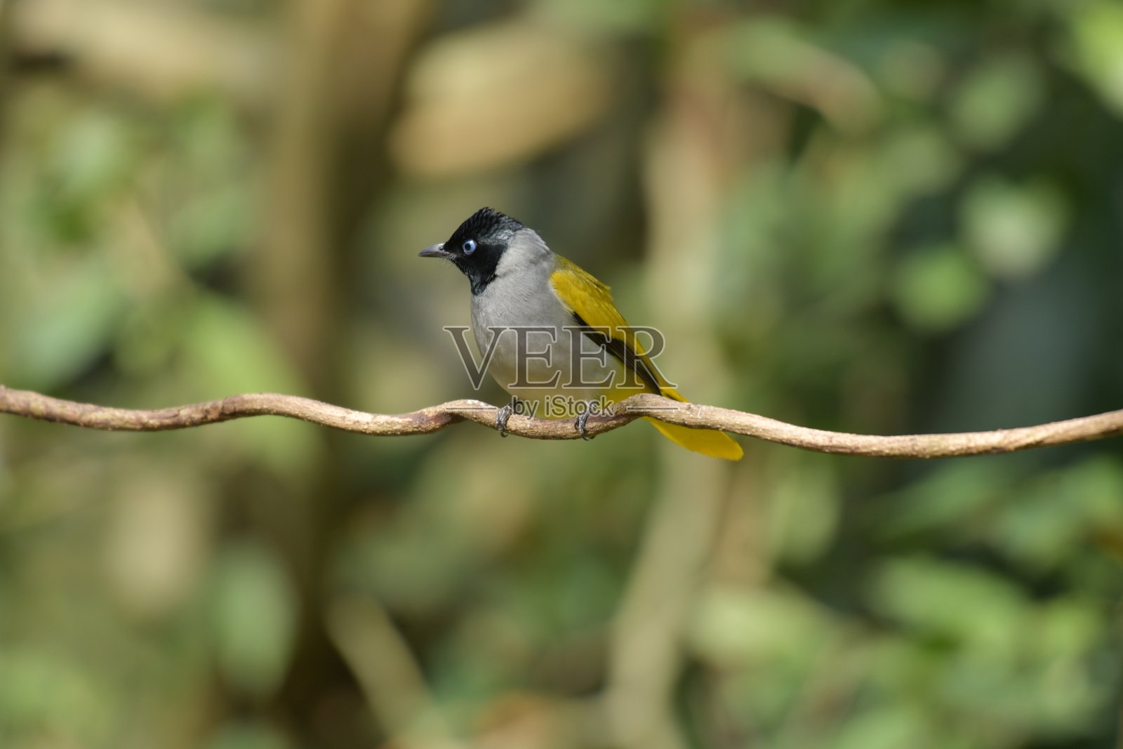Grey-bellied夜莺照片摄影图片