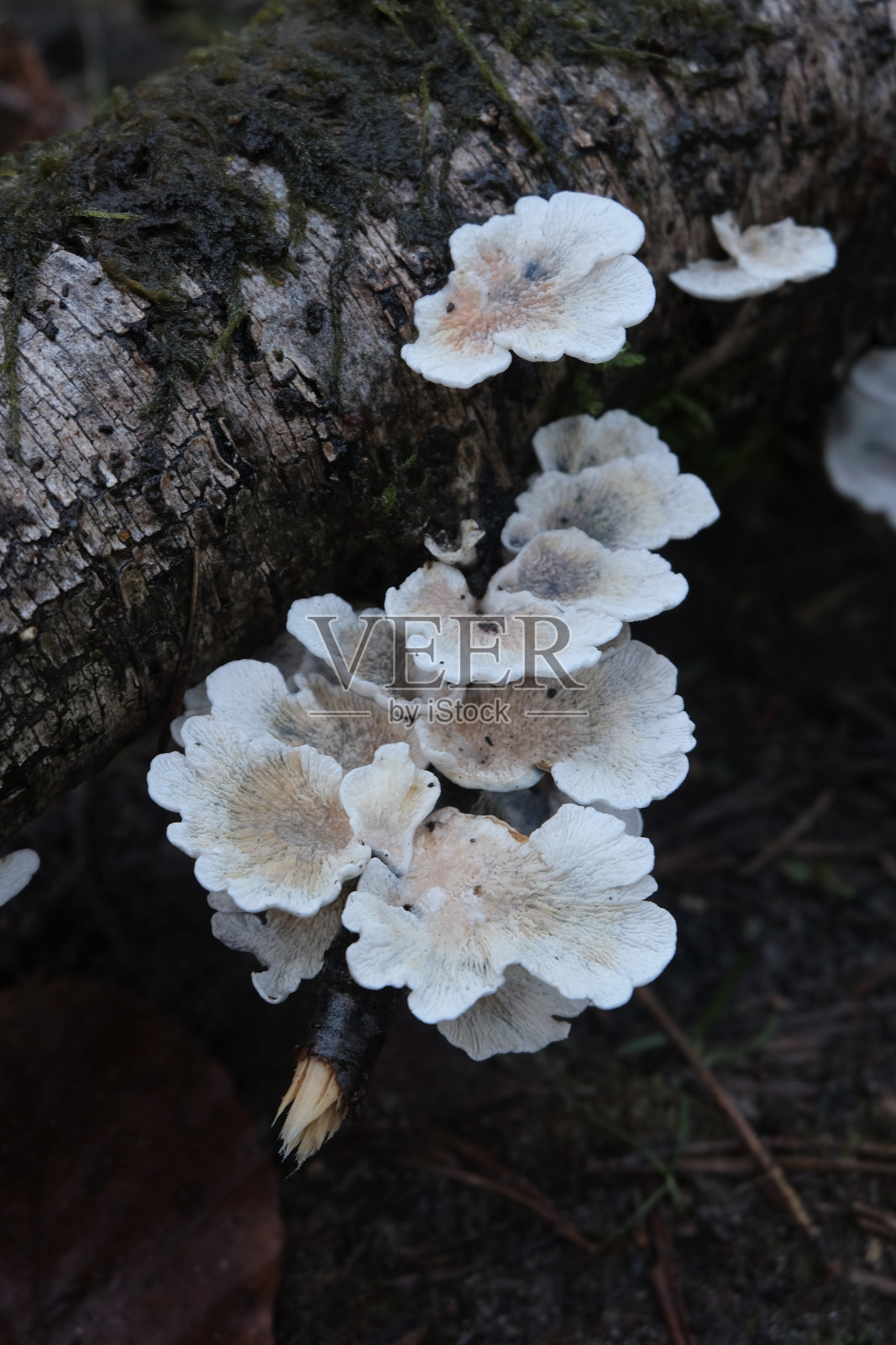 蘑菇照片摄影图片