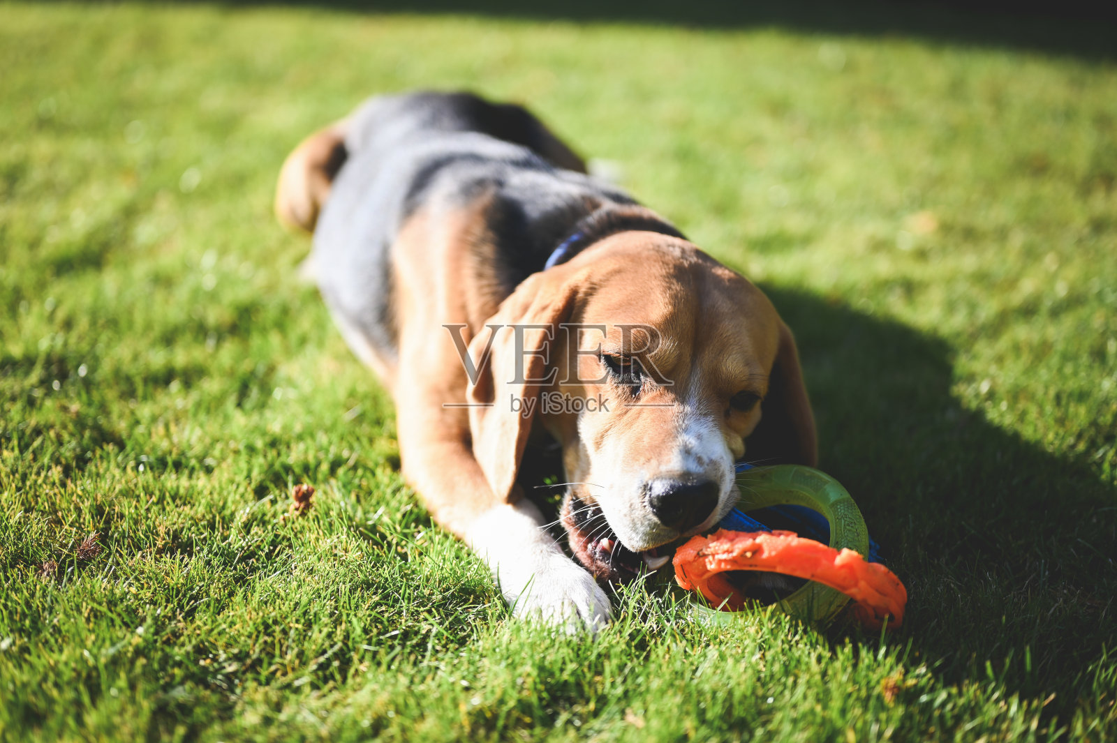放松的狗与塑料玩具的特写。照片摄影图片