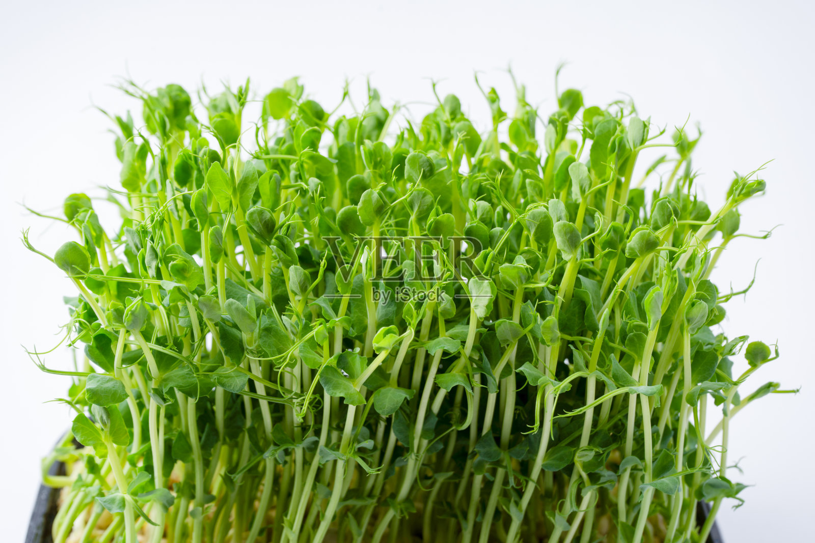 白色背景上孤立的豌豆芽。照片摄影图片