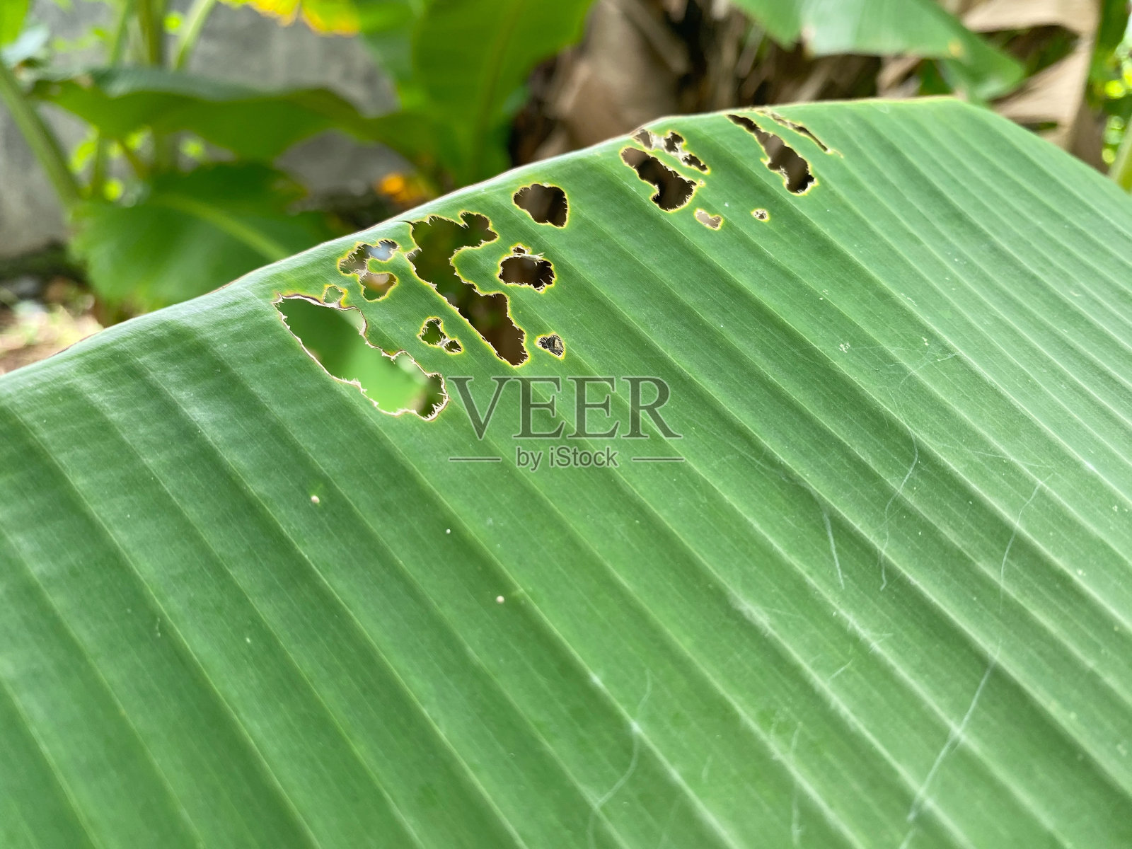 芭蕉叶被叶毛虫破坏照片摄影图片