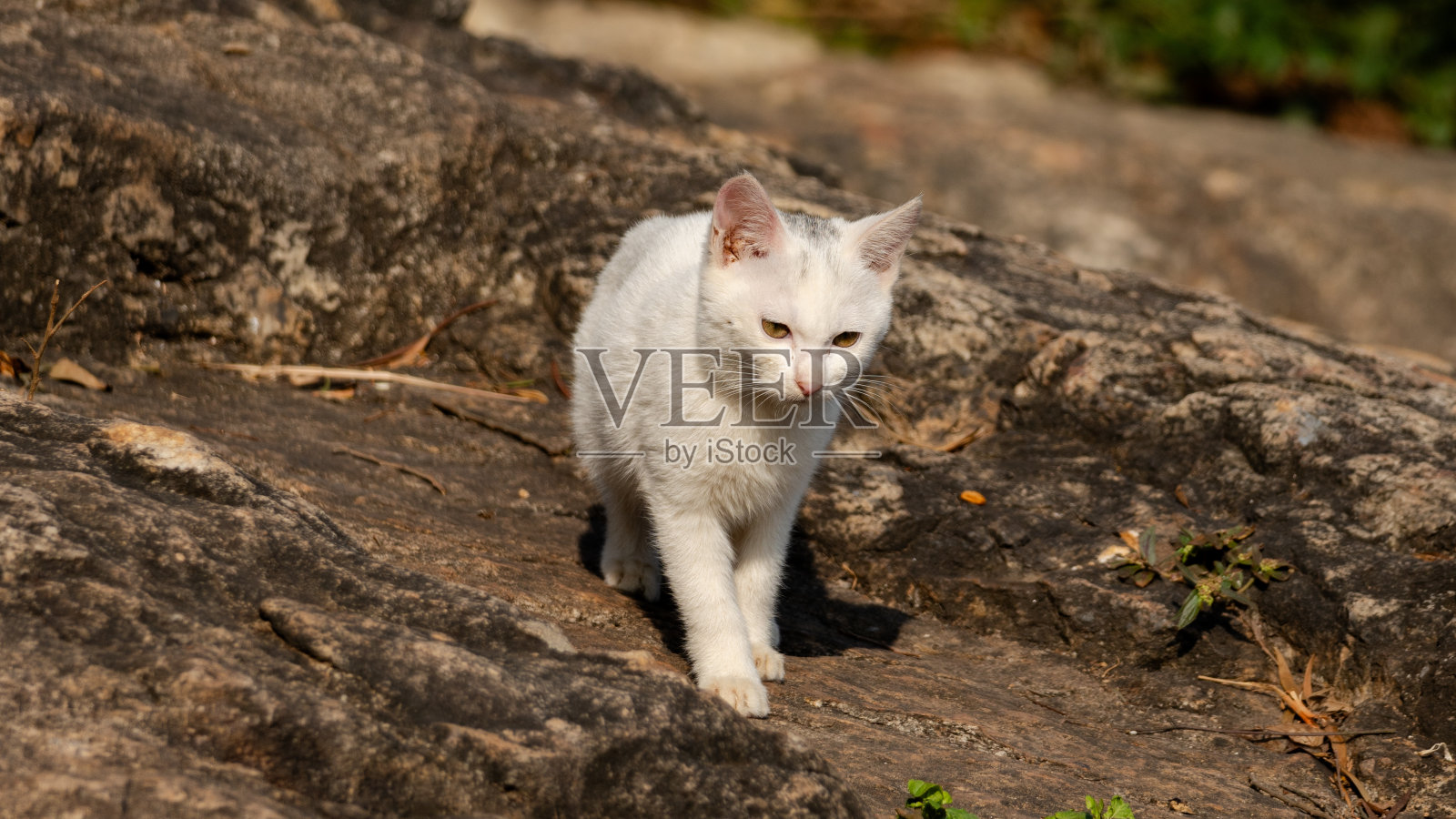 白云山上的猫照片摄影图片