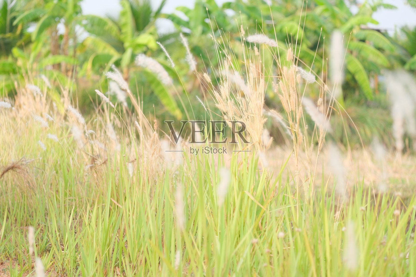 草的灌木丛。照片摄影图片