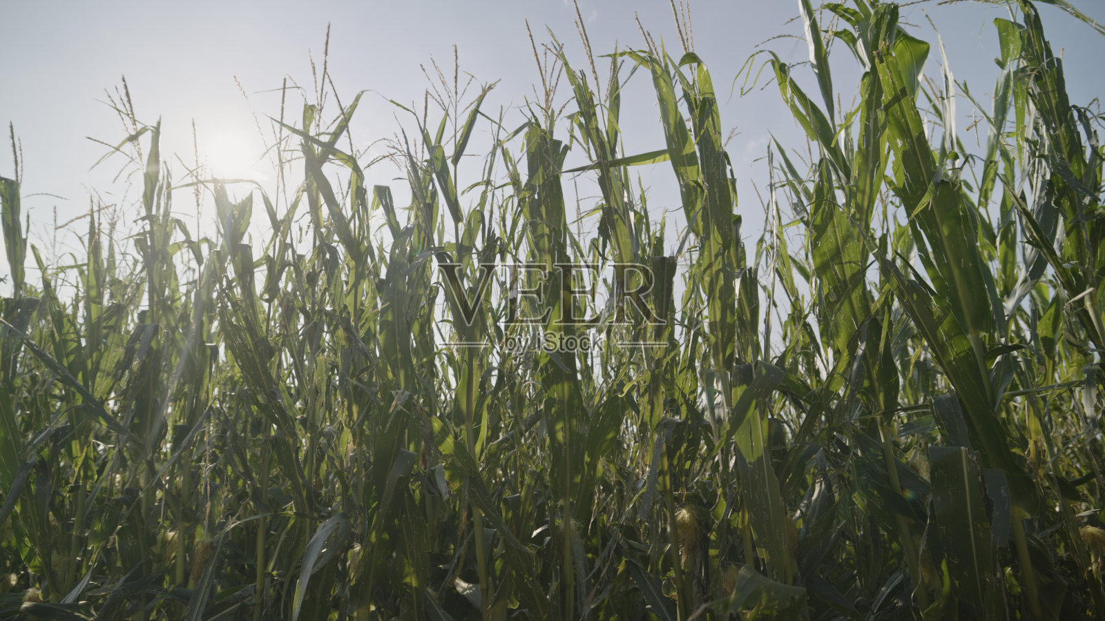 气候变化导致的过度降雨和冰雹破坏玉米芯照片摄影图片