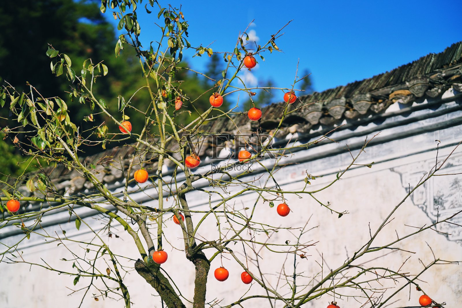 江西黄陵的秋天照片摄影图片