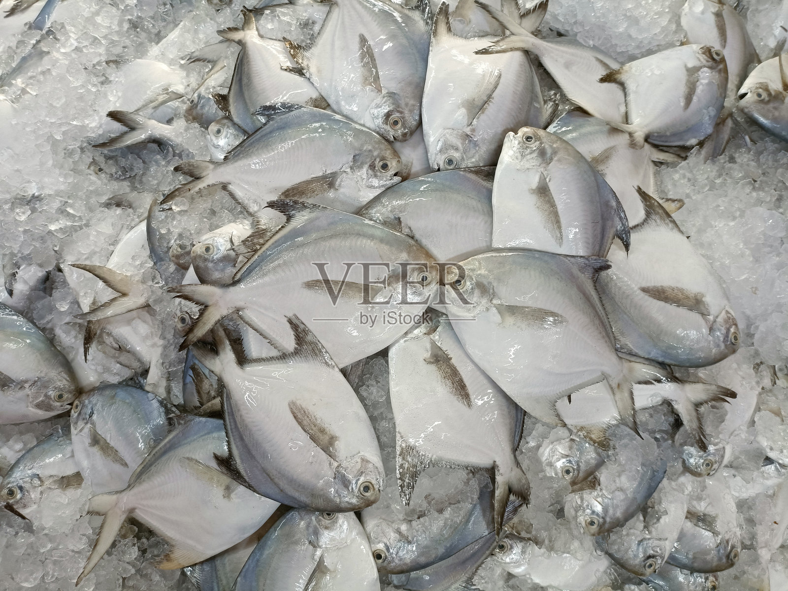 新鲜生冷海鲜黑白鲳鱼全鱼如鱼头、鱼片、肉、切、尾，以白冰为背景，清真美食菜市场菜单为餐厅食材设计照片摄影图片