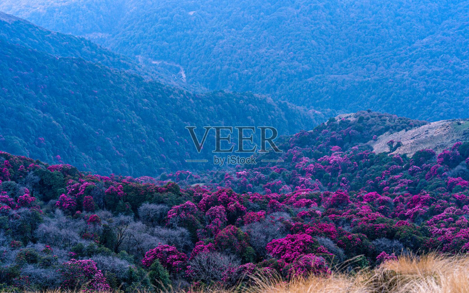 彭山盛开的杜鹃花照片摄影图片