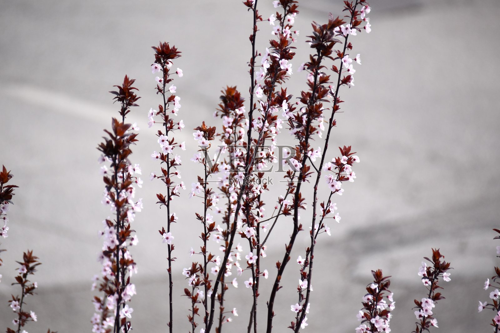 开花照片摄影图片