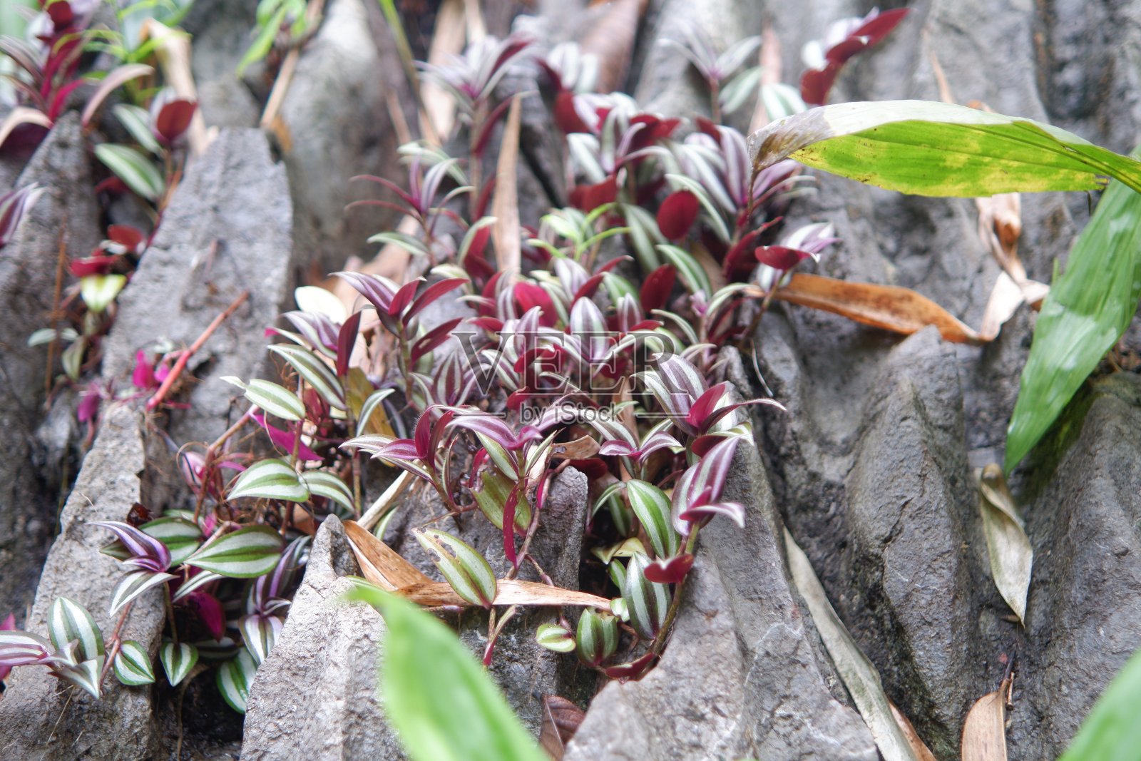 一种有叶子的植物，拉丁名为斑马草照片摄影图片