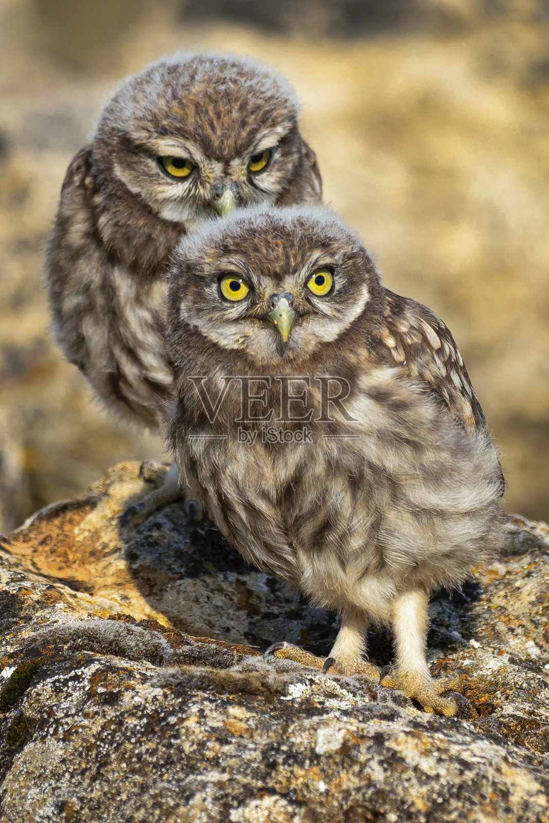 小猫头鹰照片摄影图片