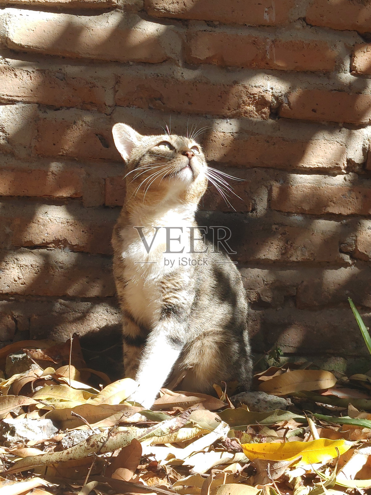 猫的射线照片摄影图片