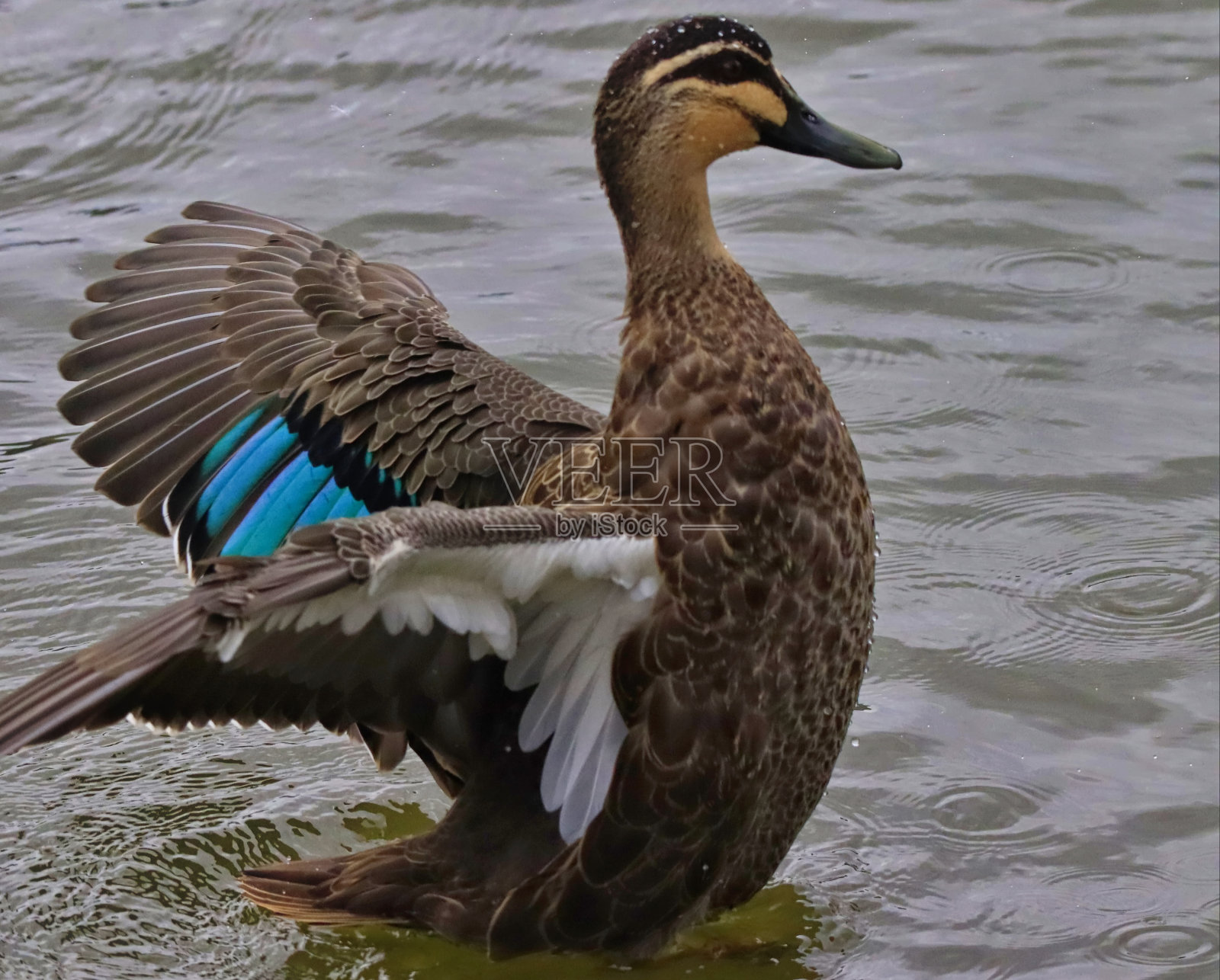 水里展翅的小绿头鸭照片摄影图片