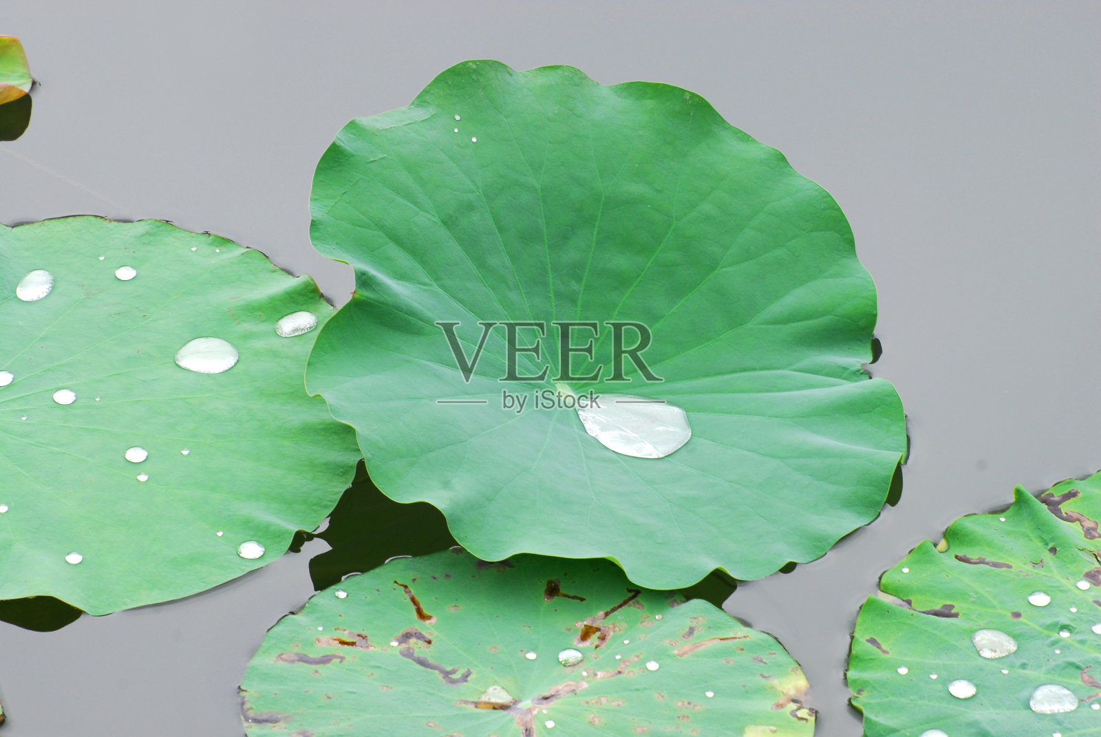 荷叶在池塘里照片摄影图片