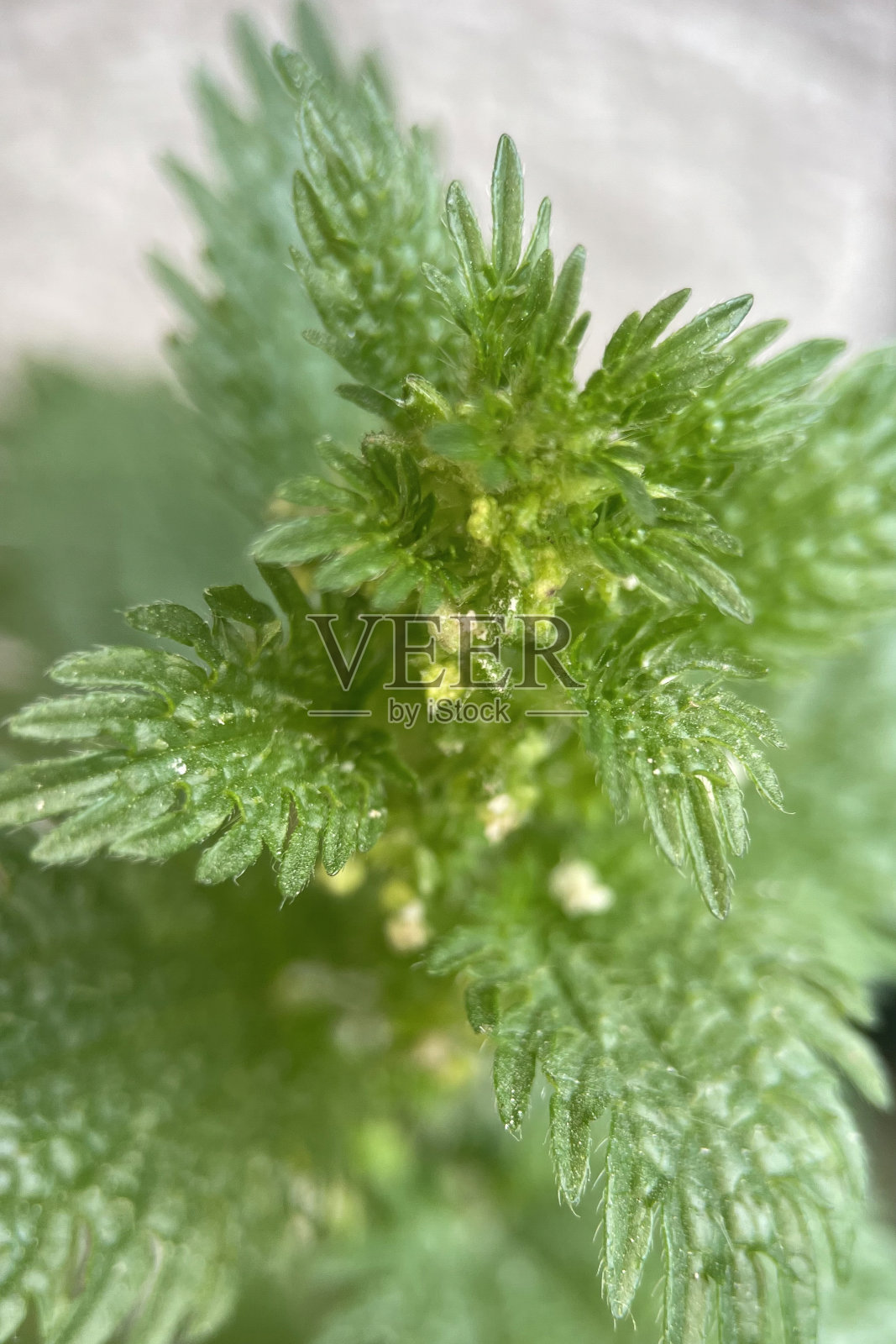 荨麻属植物。Clode-up。宏观照片。照片摄影图片