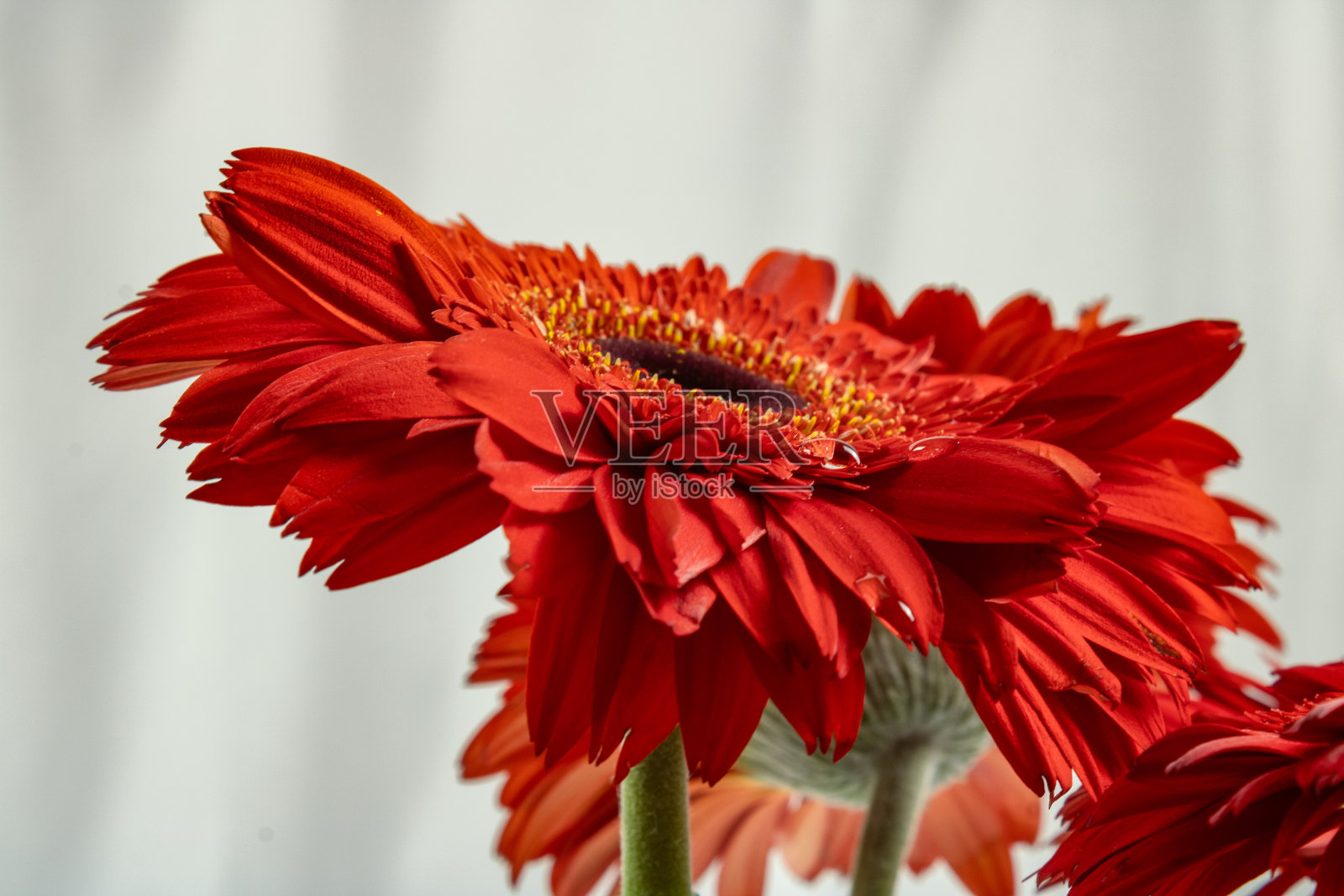 红色格柏照片摄影图片