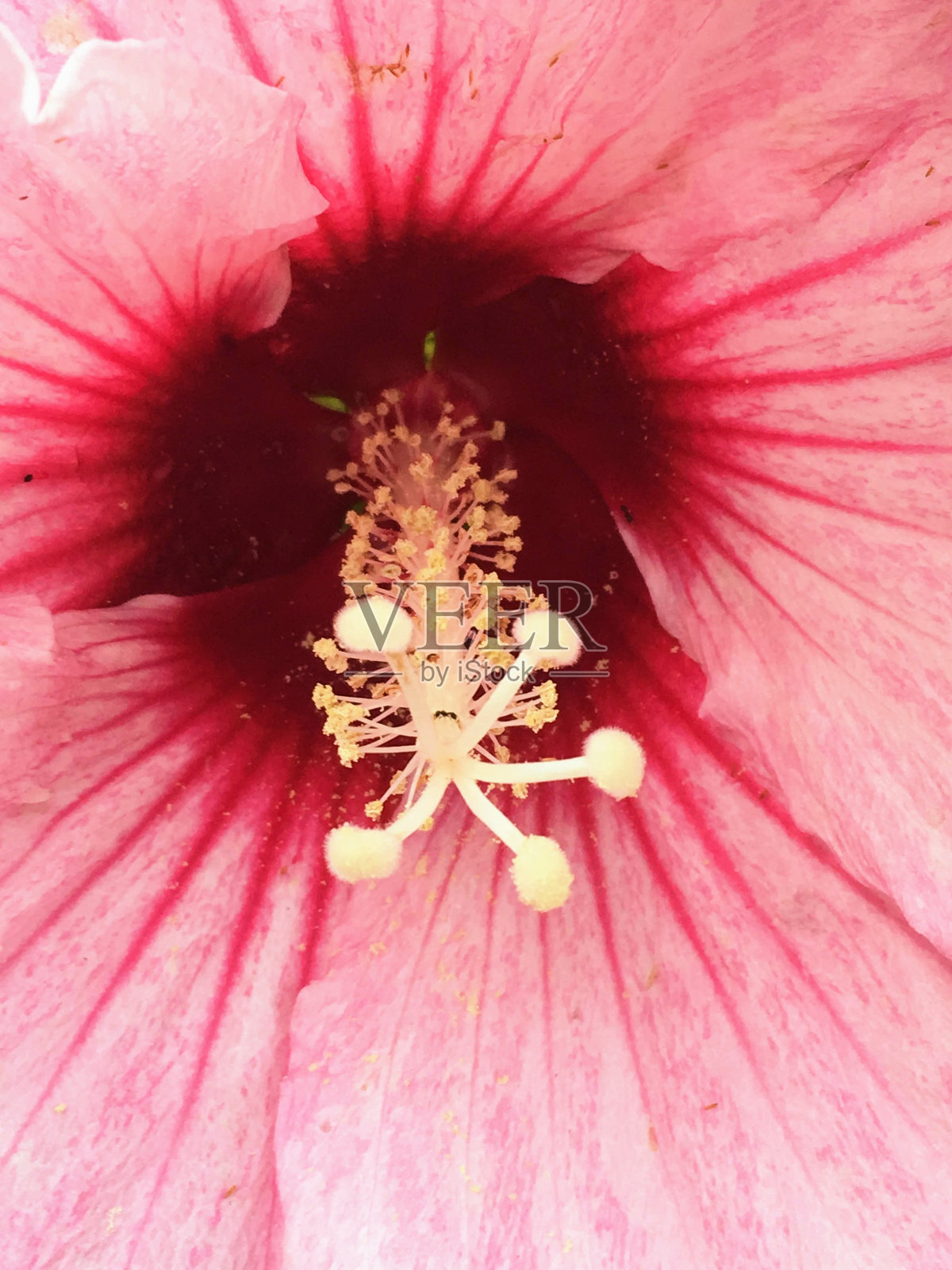 处于中间位置有它的好处照片摄影图片